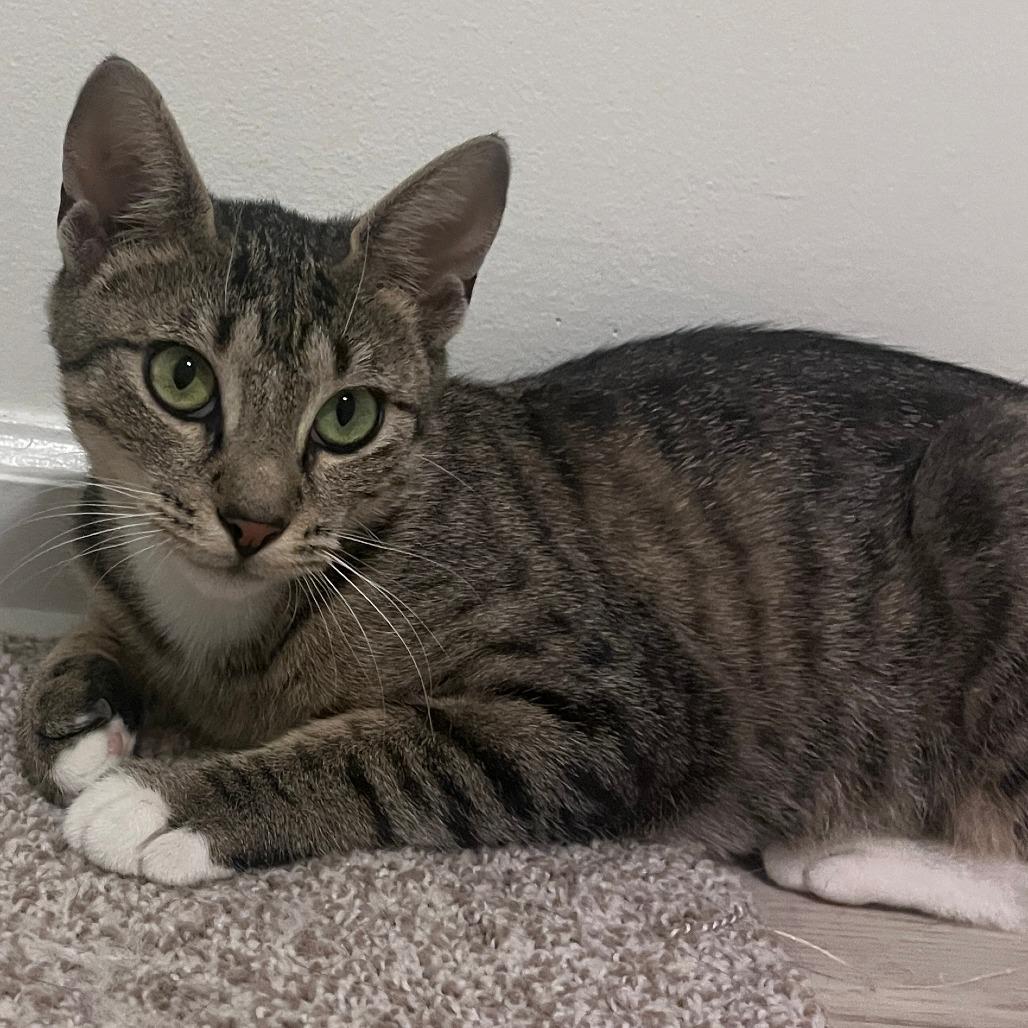 Enlarge Pam Beasley, a Adoptable Domestic Short Hair in Wind Gap, PA image 1/1