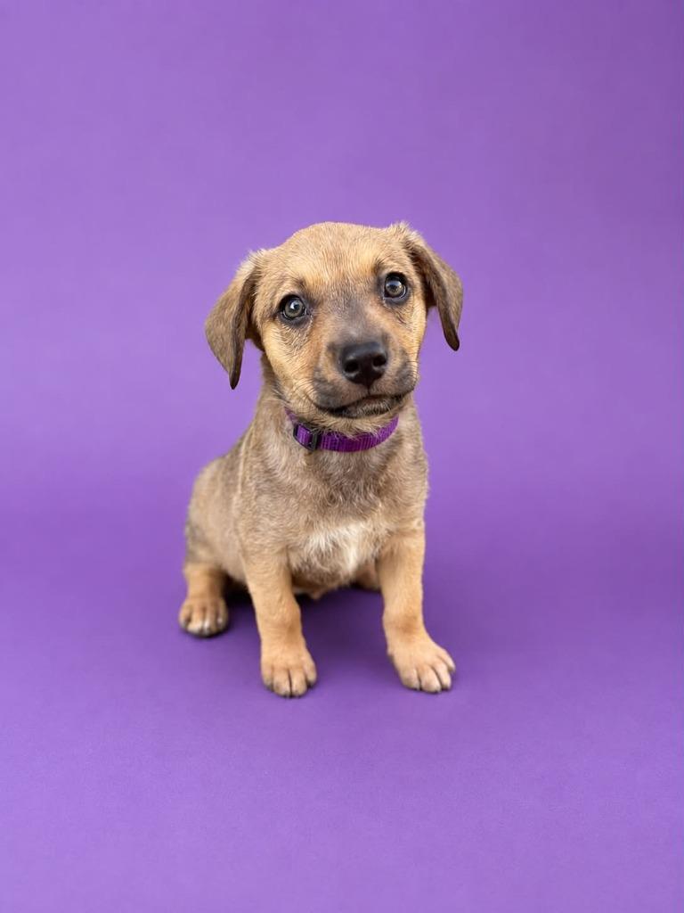 Syrah, Adoptable, Puppy Female Mixed Breed.