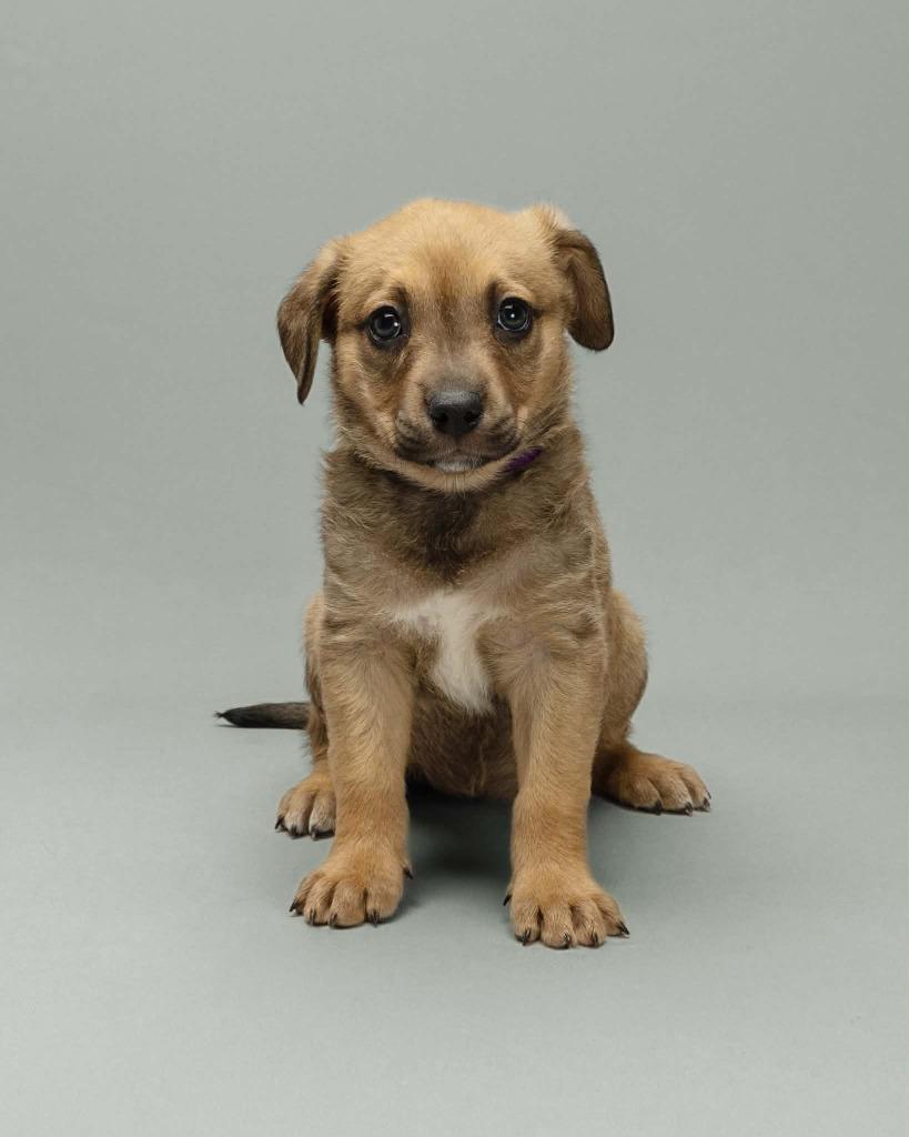 Syrah, a Adoptable Mixed Breed in Mesa, AZ image 2/3