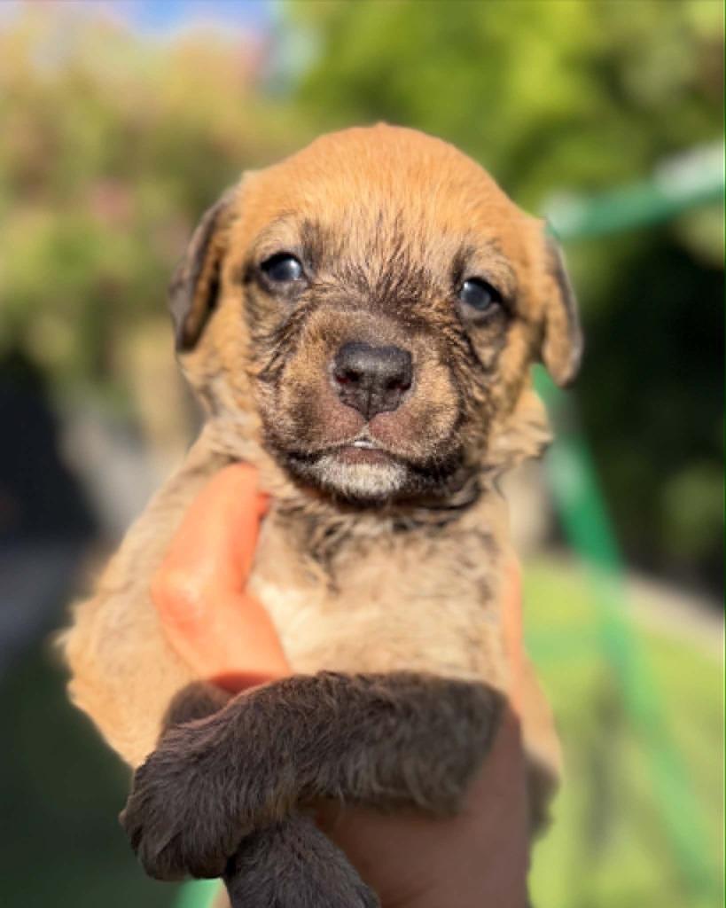 Syrah, a Adoptable Mixed Breed in Mesa, AZ image 3/3