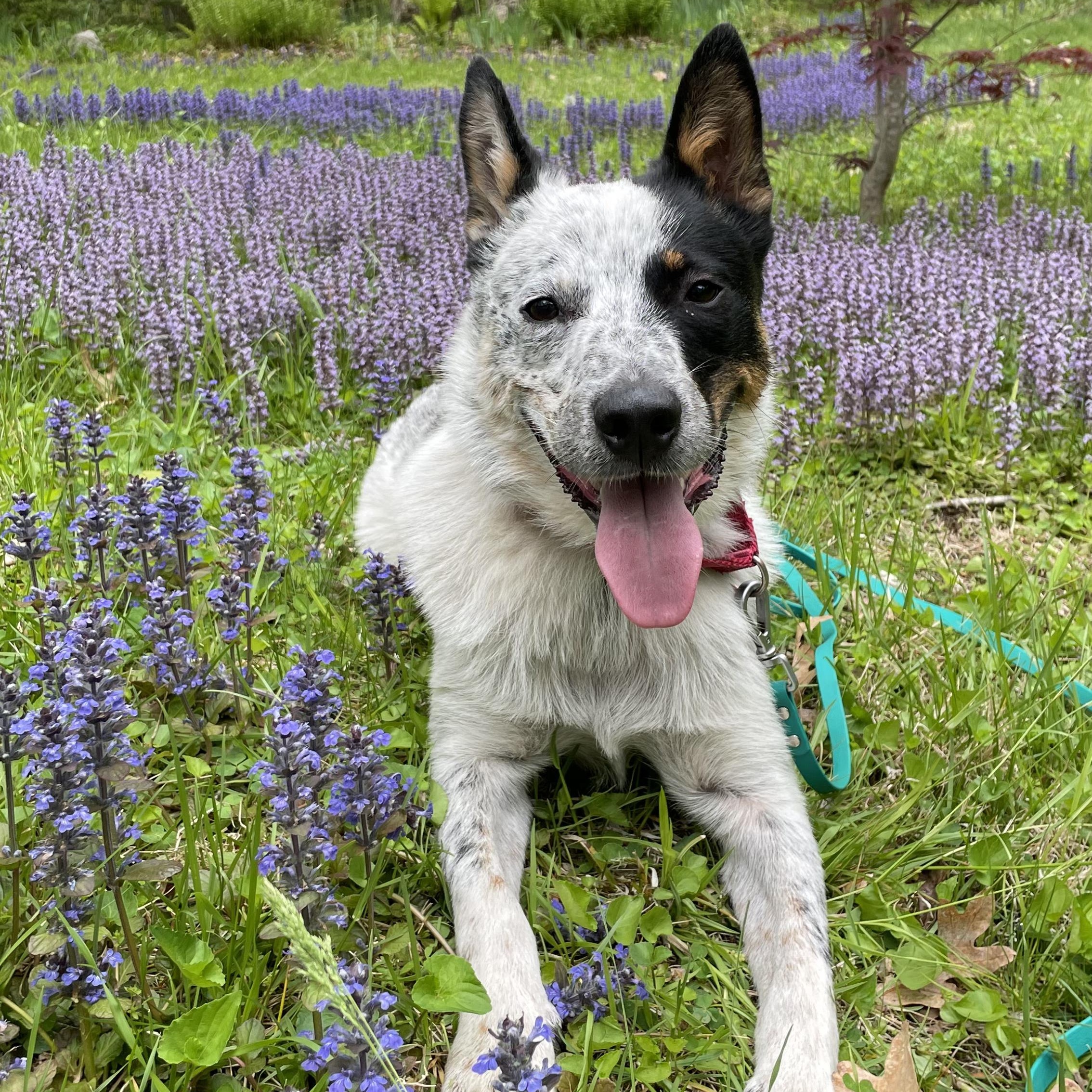 Bingo, a Adoptable Australian Cattle Dog / Blue Heeler in Suffield, CT image 5/6
