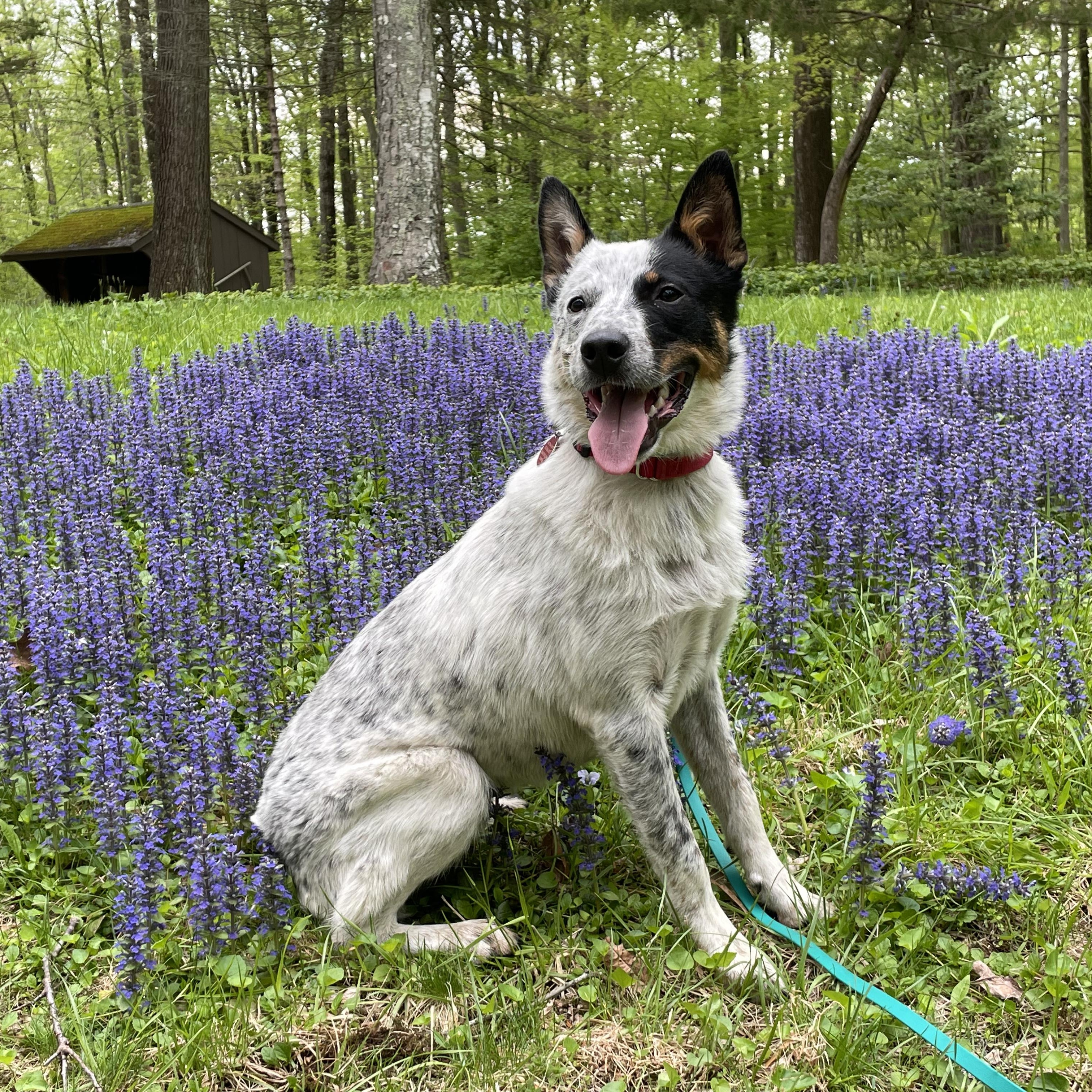 Bingo, a Adoptable Australian Cattle Dog / Blue Heeler in Suffield, CT image 6/6