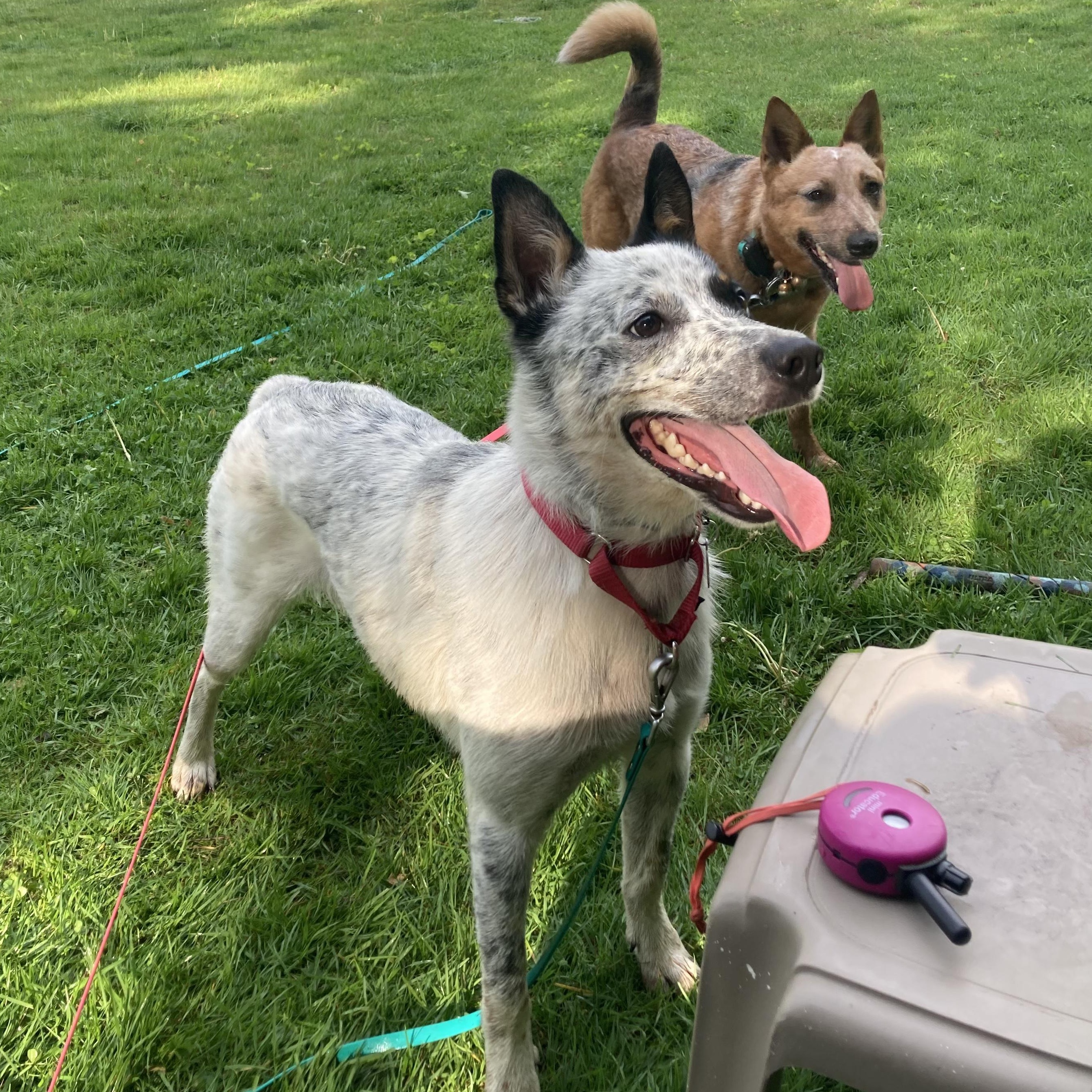 Bingo, a Adoptable Australian Cattle Dog / Blue Heeler in Suffield, CT image 2/6