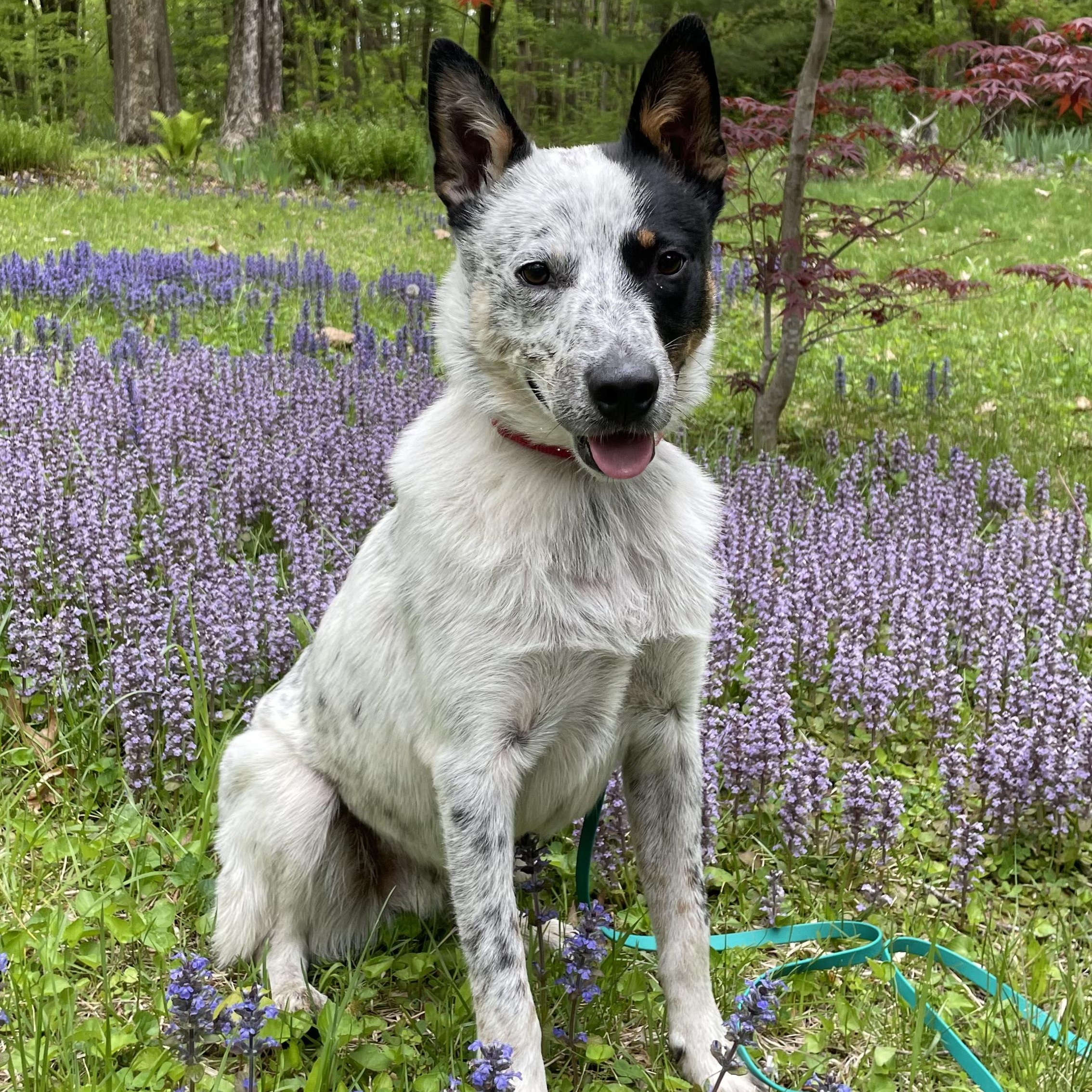Bingo, Adoptable, Young Male Australian Cattle Dog / Blue Heeler.