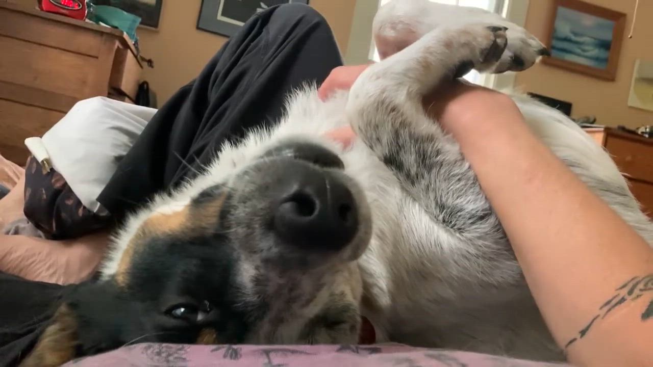 Enlarge Bingo, a Adoptable Australian Cattle Dog / Blue Heeler in Suffield, CT video 4/6