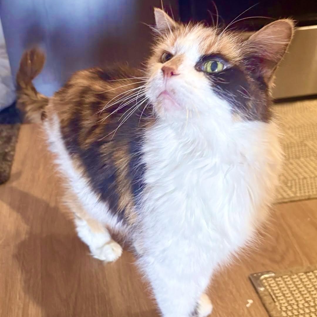 Lakshmi, ADOPTABLE, Adult Female Domestic Short Hair.