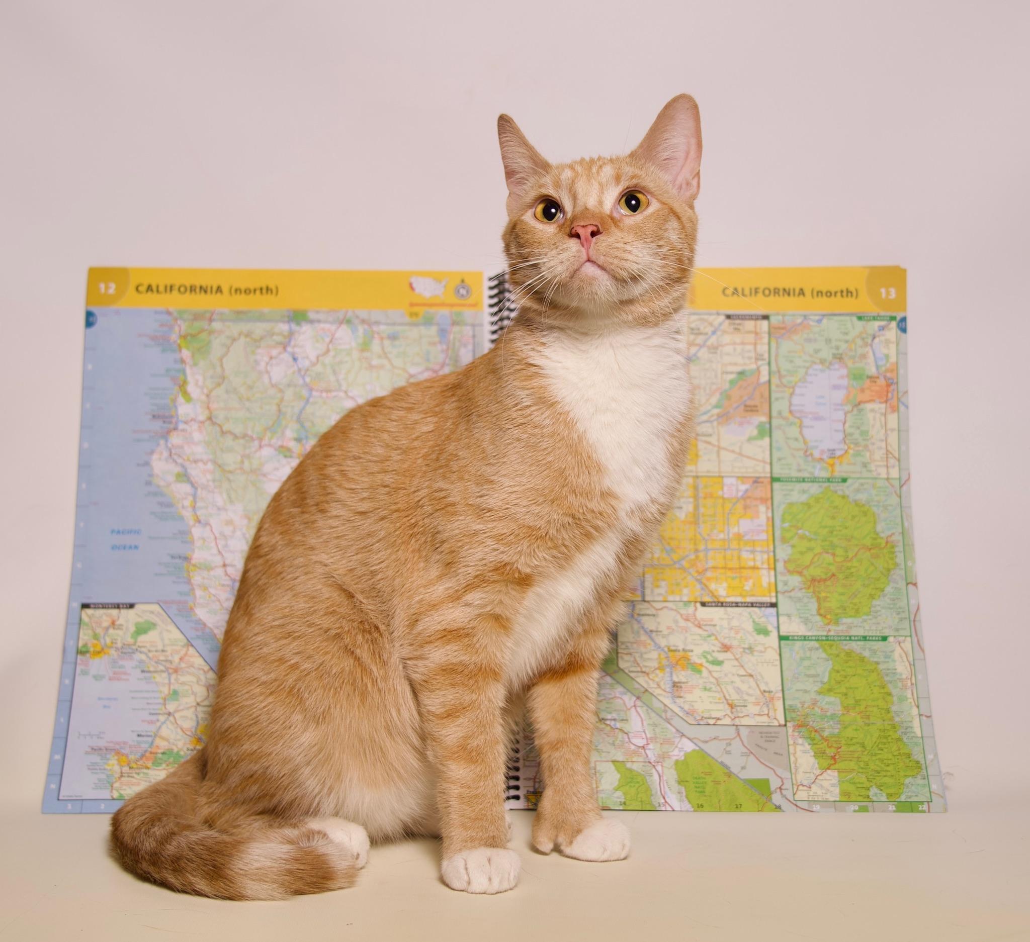 Atlas, Young Male Domestic Short Hair
