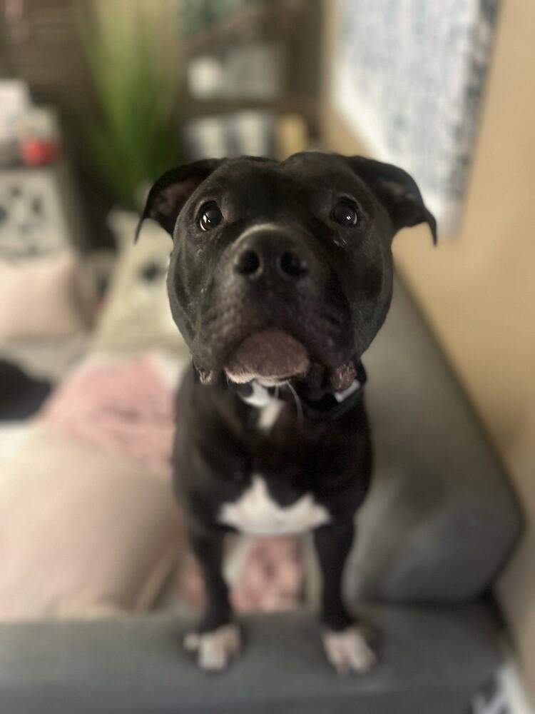 Maverick, Adoptable, Adult Male Pit Bull Terrier & Mixed Breed.