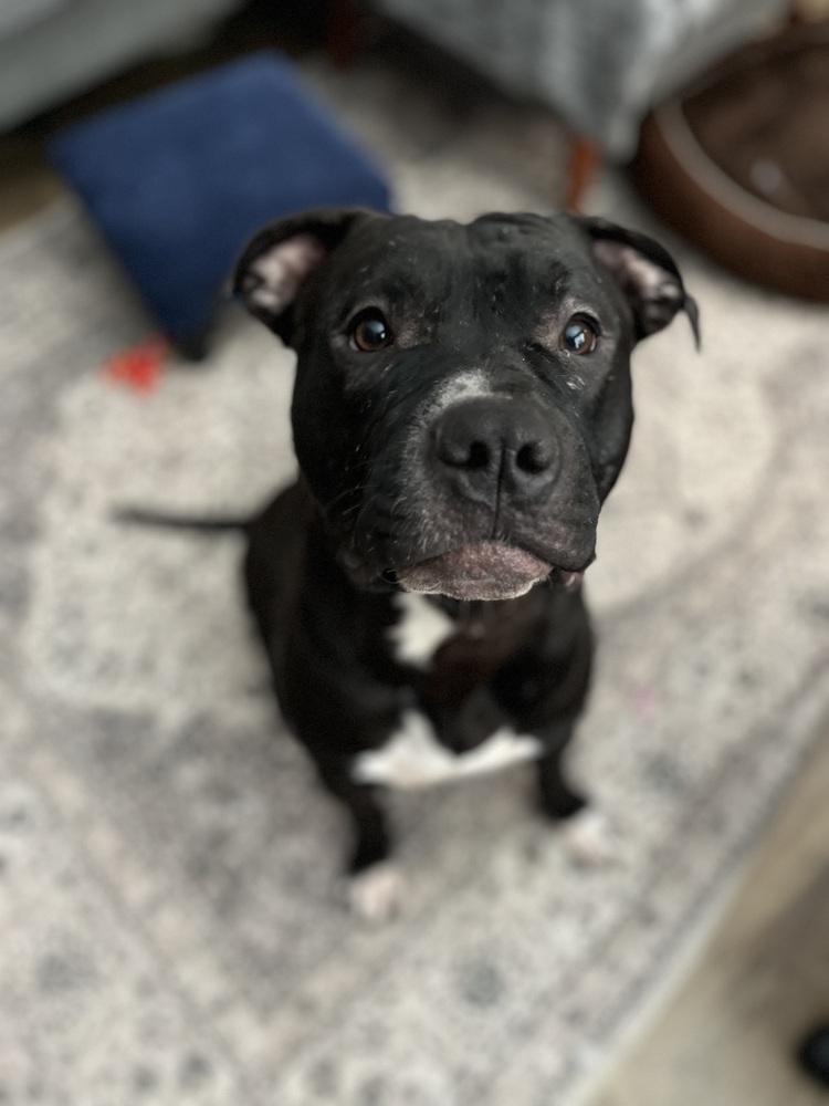 Maverick, Adoptable, Adult Male Pit Bull Terrier & Mixed Breed.