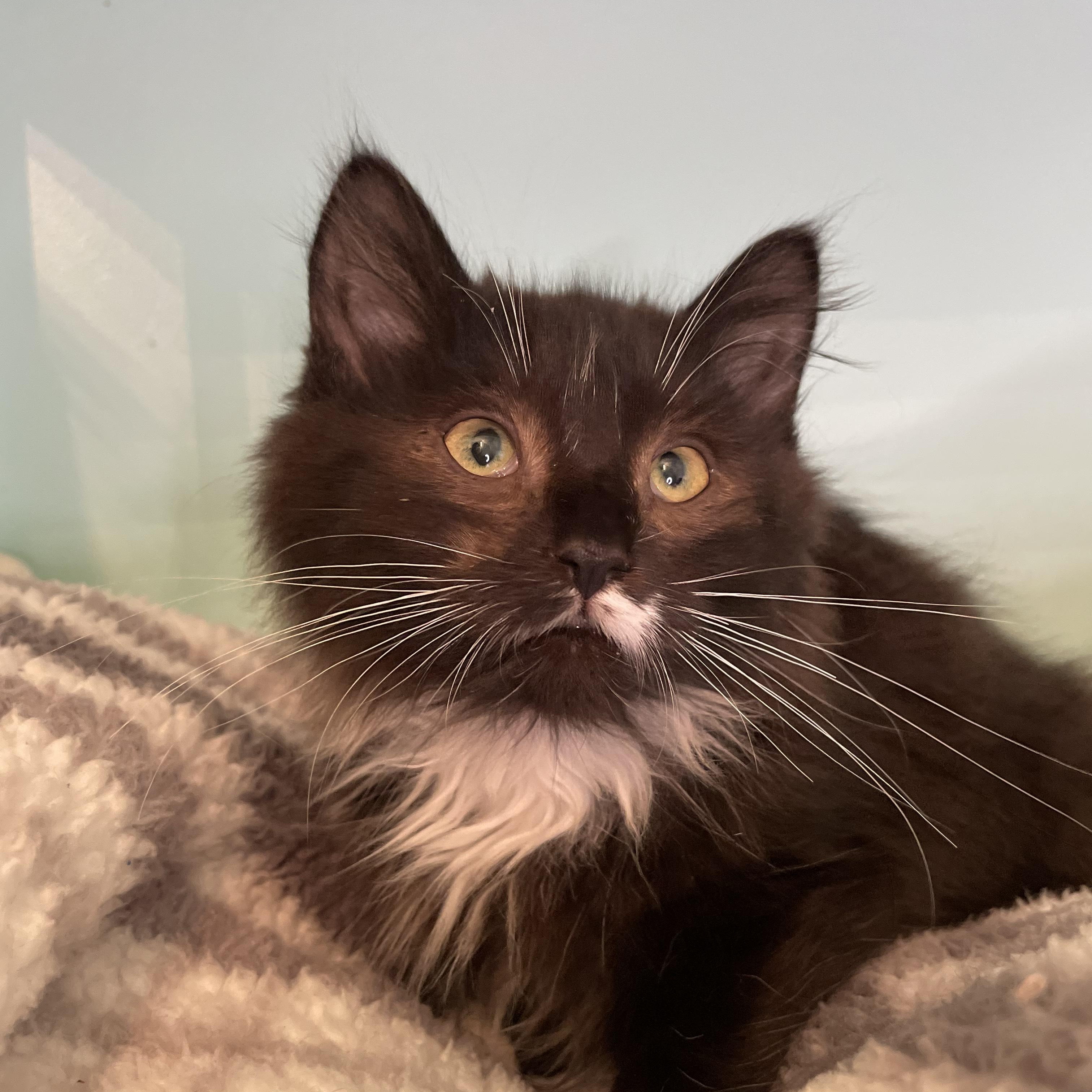 Suki, a Adopted Domestic Medium Hair in Cranbrook, BC image 1/4