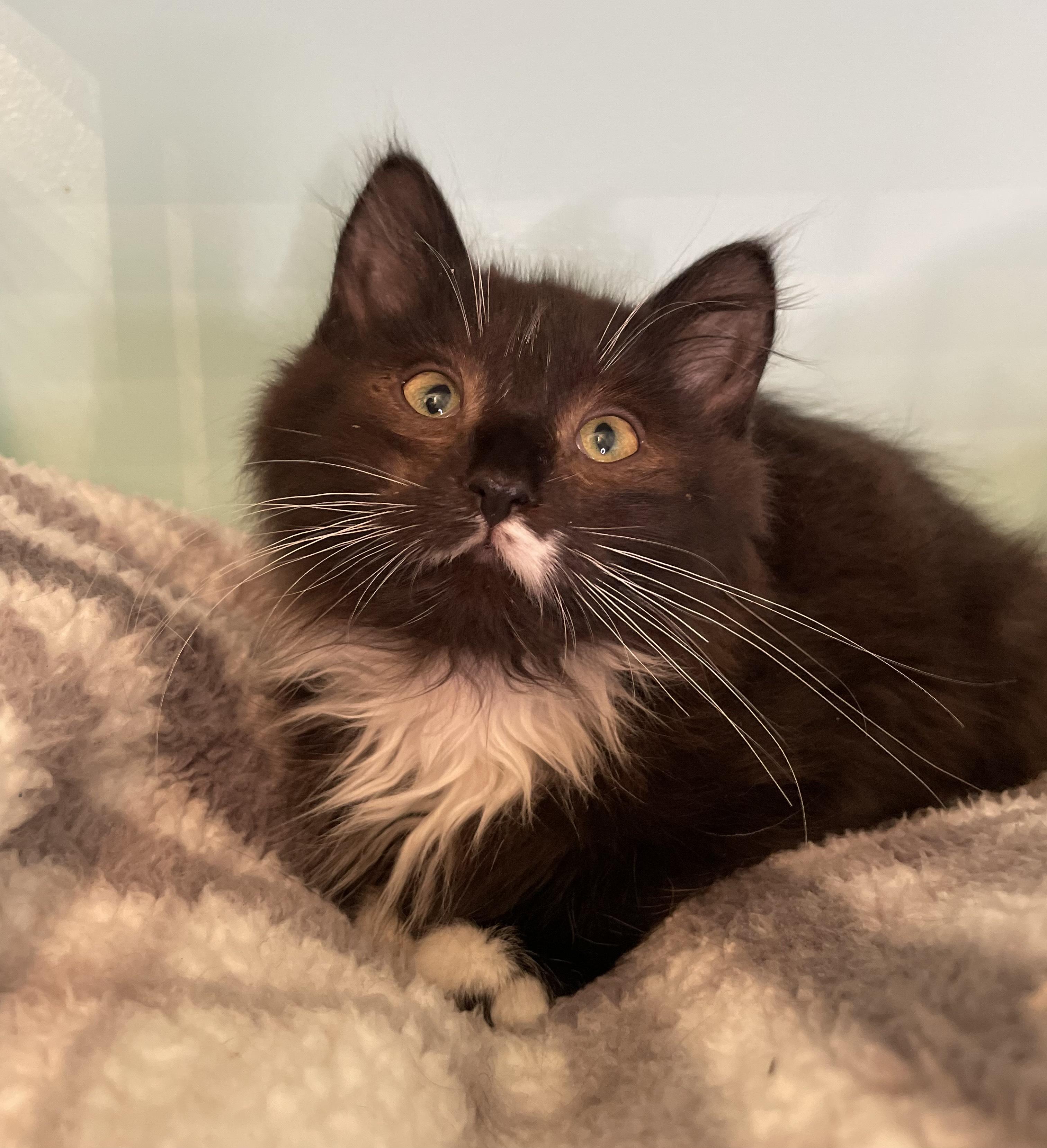 Suki, a Adopted Domestic Medium Hair in Cranbrook, BC image 2/4