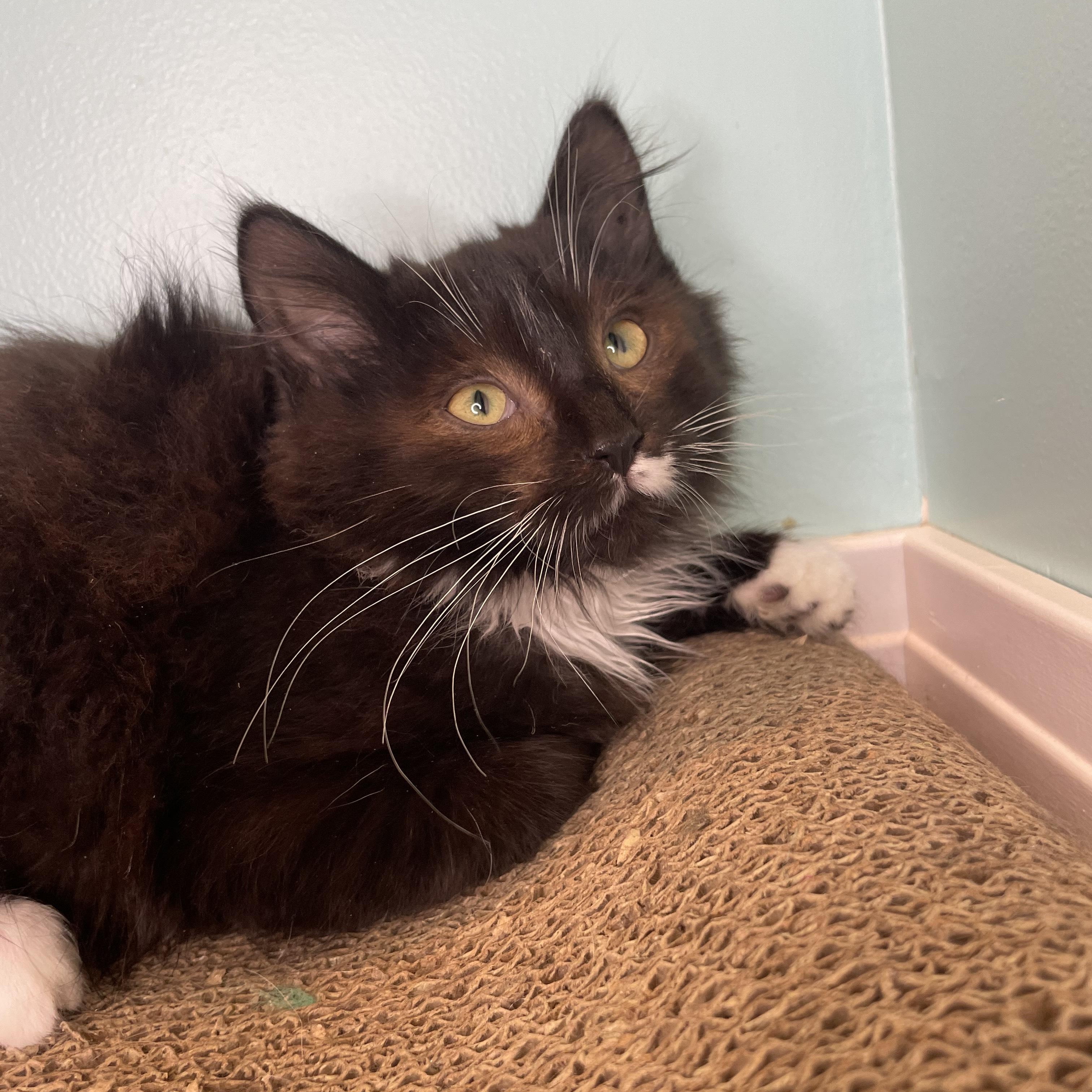 Suki, a Adopted Domestic Medium Hair in Cranbrook, BC image 3/4