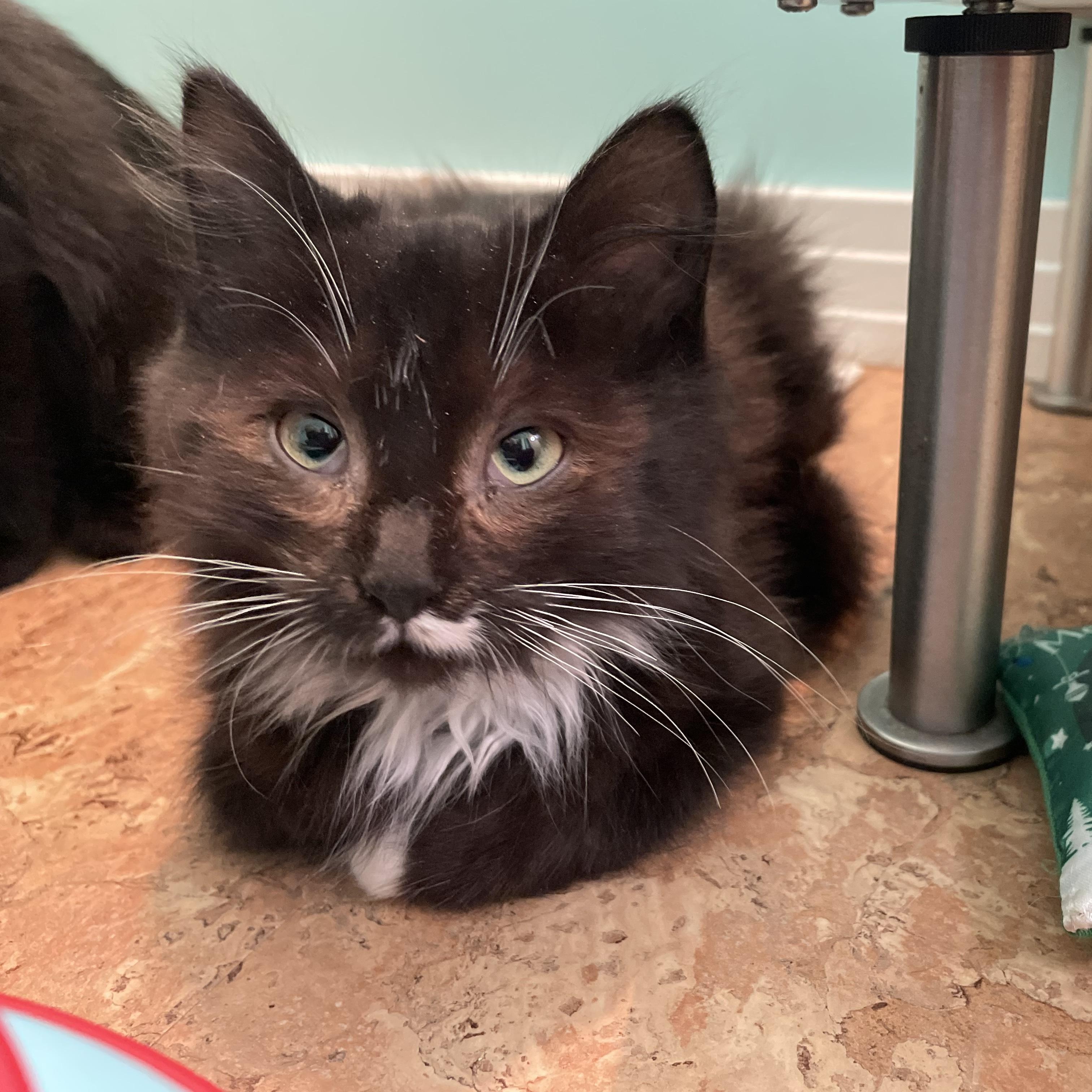 Suki, a Adopted Domestic Medium Hair in Cranbrook, BC image 4/4