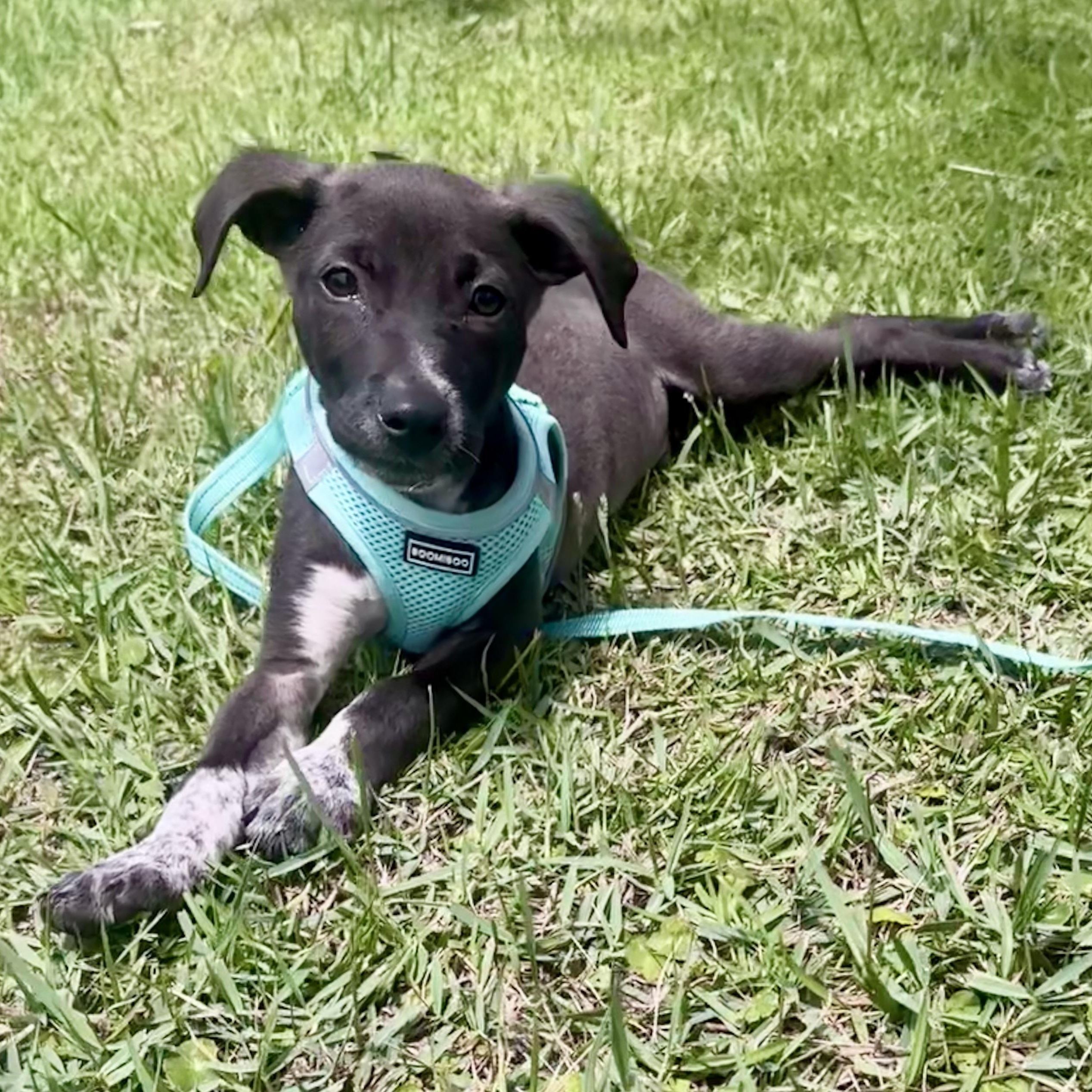 Bogey, ADOPTABLE, Young Male German Shorthaired Pointer.