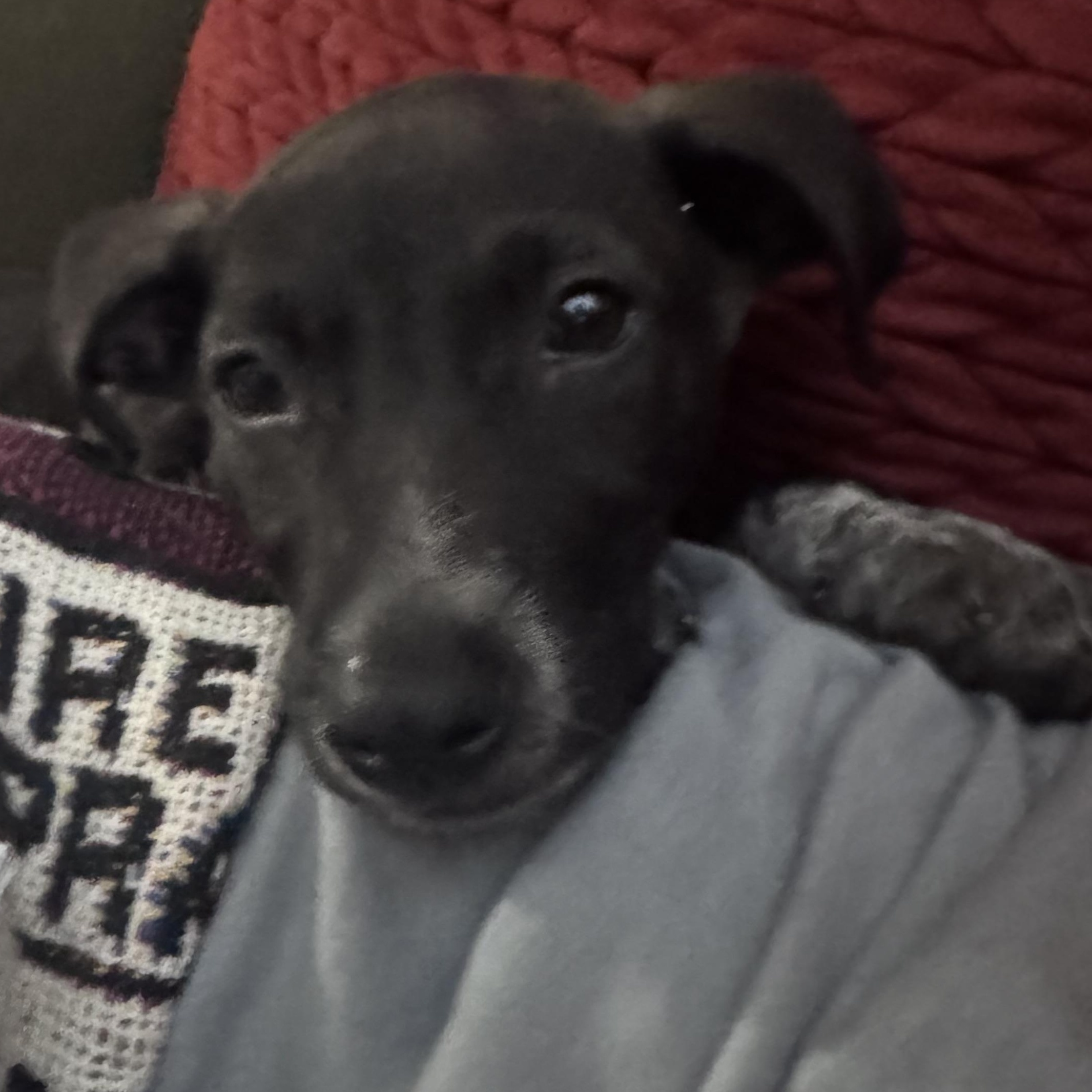 Enlarge Bogey, a ADOPTABLE mixed breed in Calabash, NC image 3/5