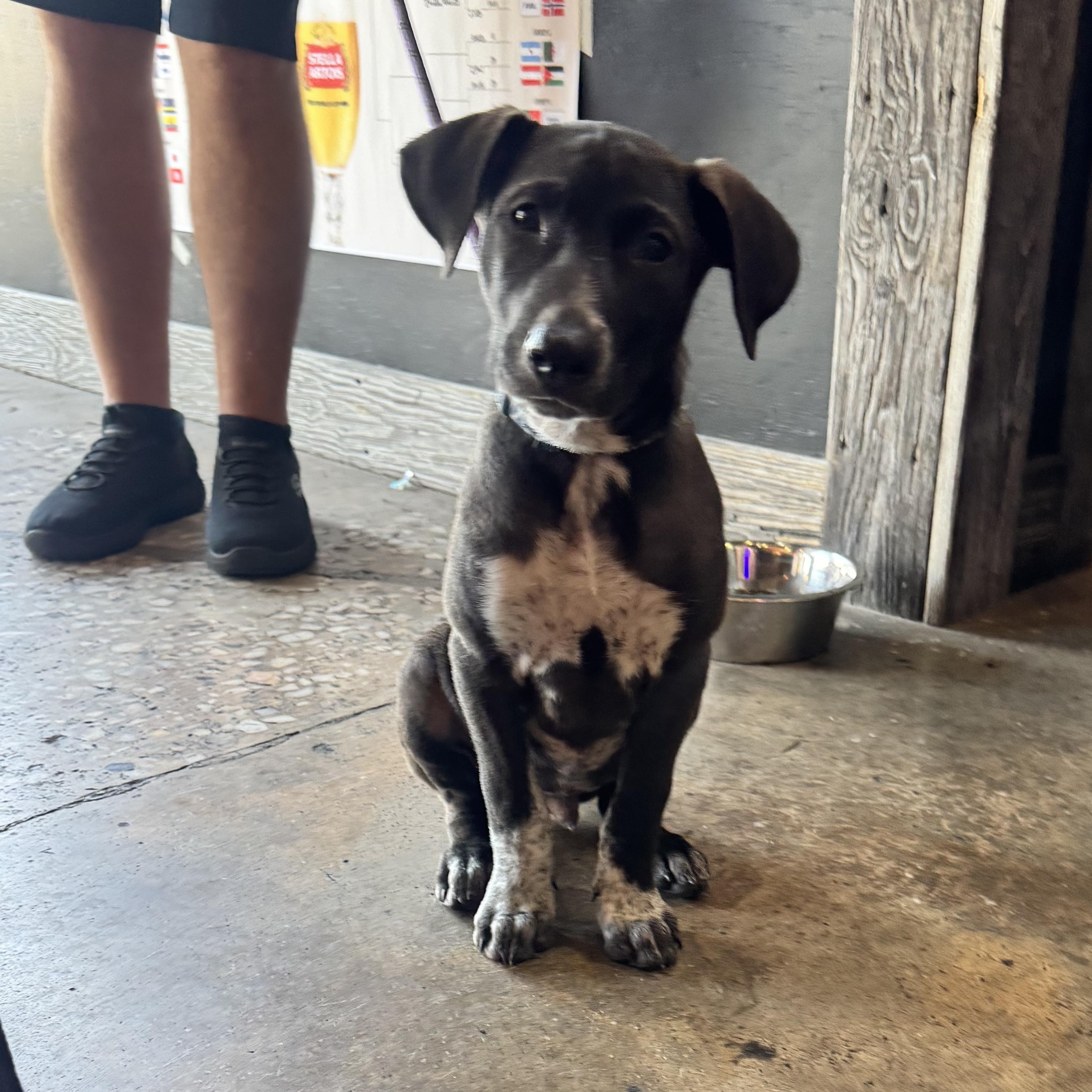 Bogey, ADOPTABLE, Young Male German Shorthaired Pointer.