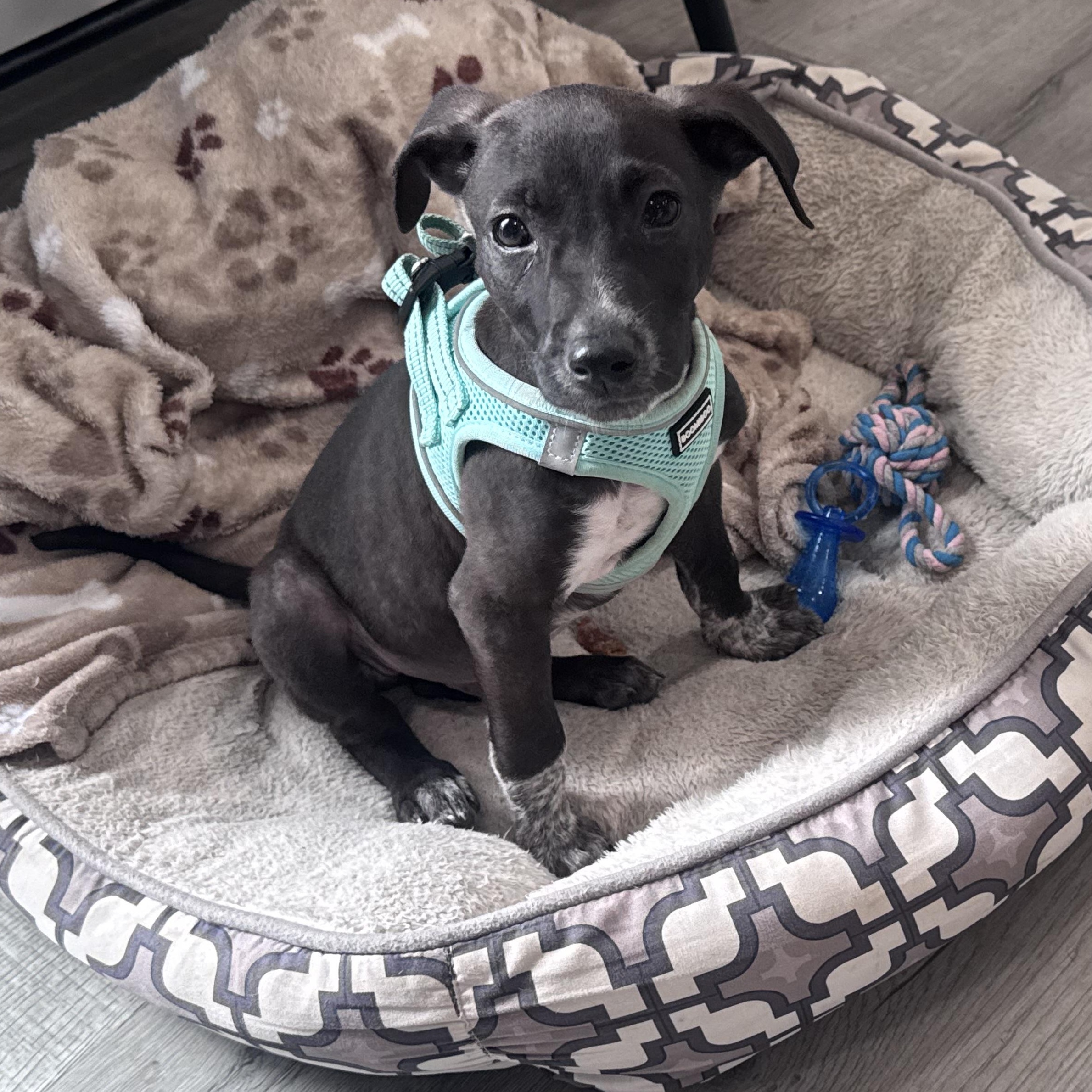 Enlarge Bogey, a ADOPTABLE mixed breed in Calabash, NC image 4/5
