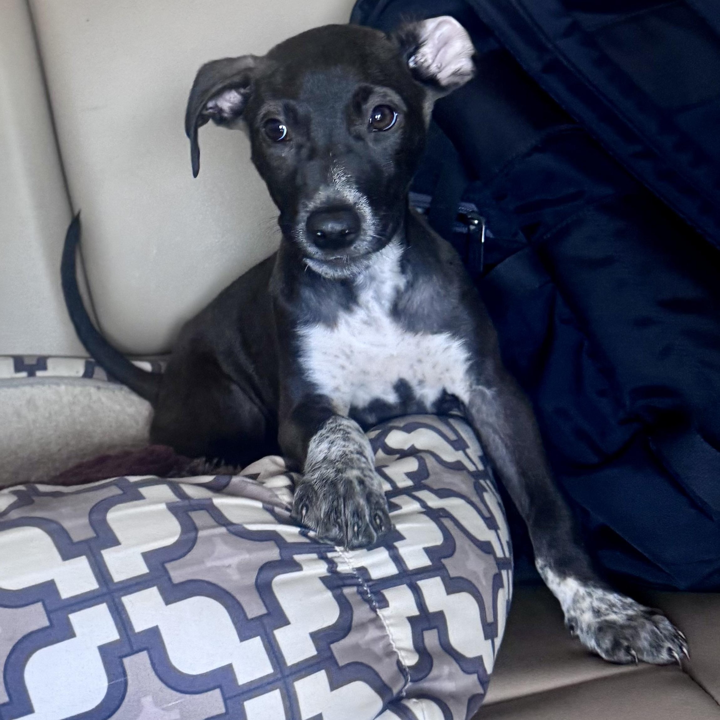 Enlarge Bogey, a ADOPTABLE mixed breed in Calabash, NC image 5/5