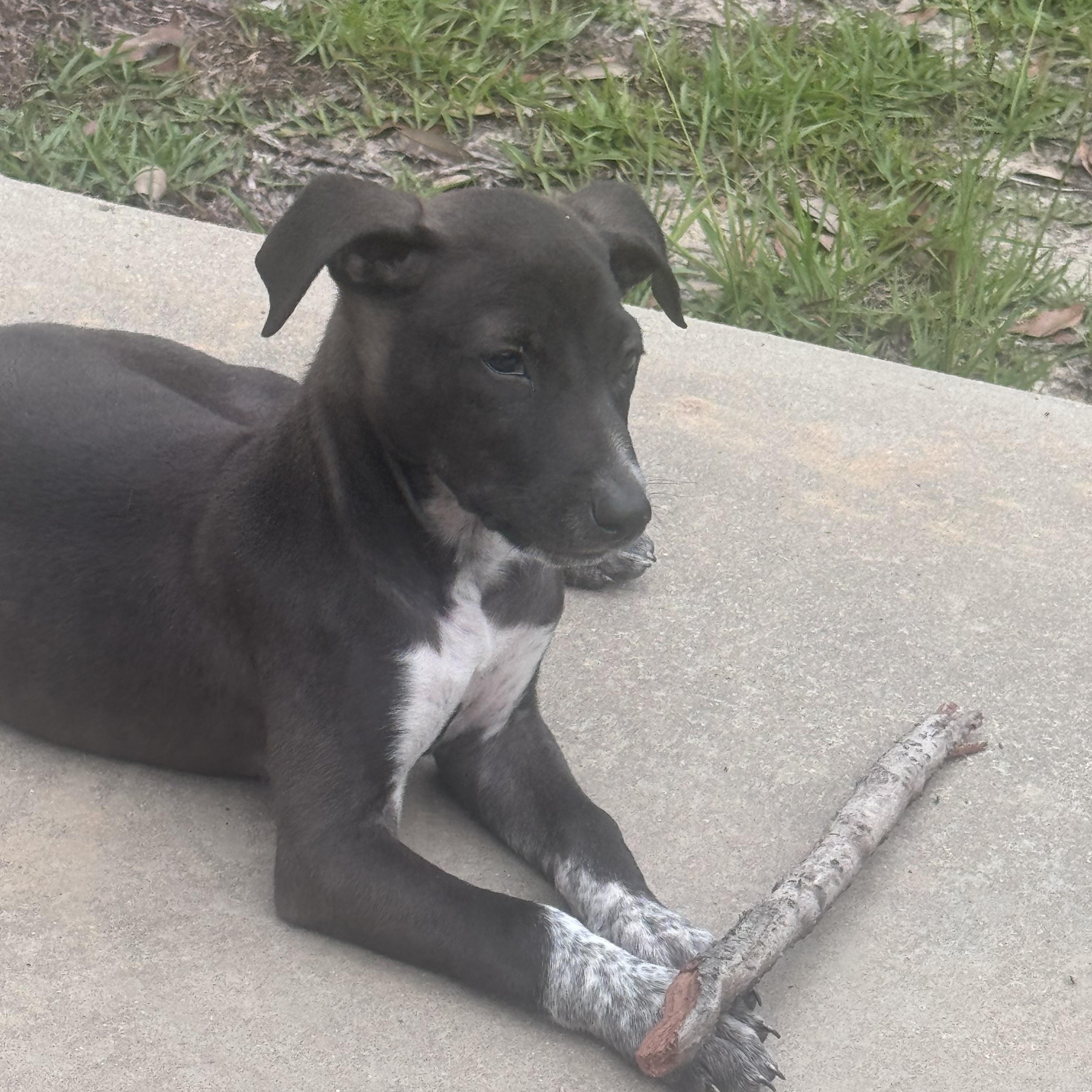 Enlarge Bogey, a ADOPTABLE mixed breed in Calabash, NC image 2/5