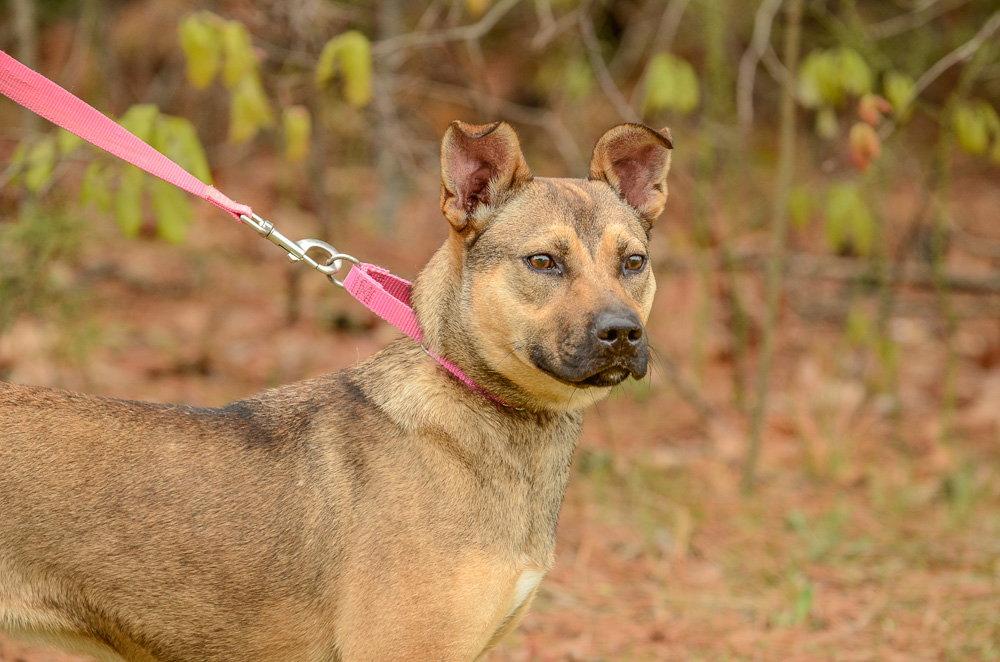 Adele, a Adoptable mixed breed in Brick, NJ image 1/3