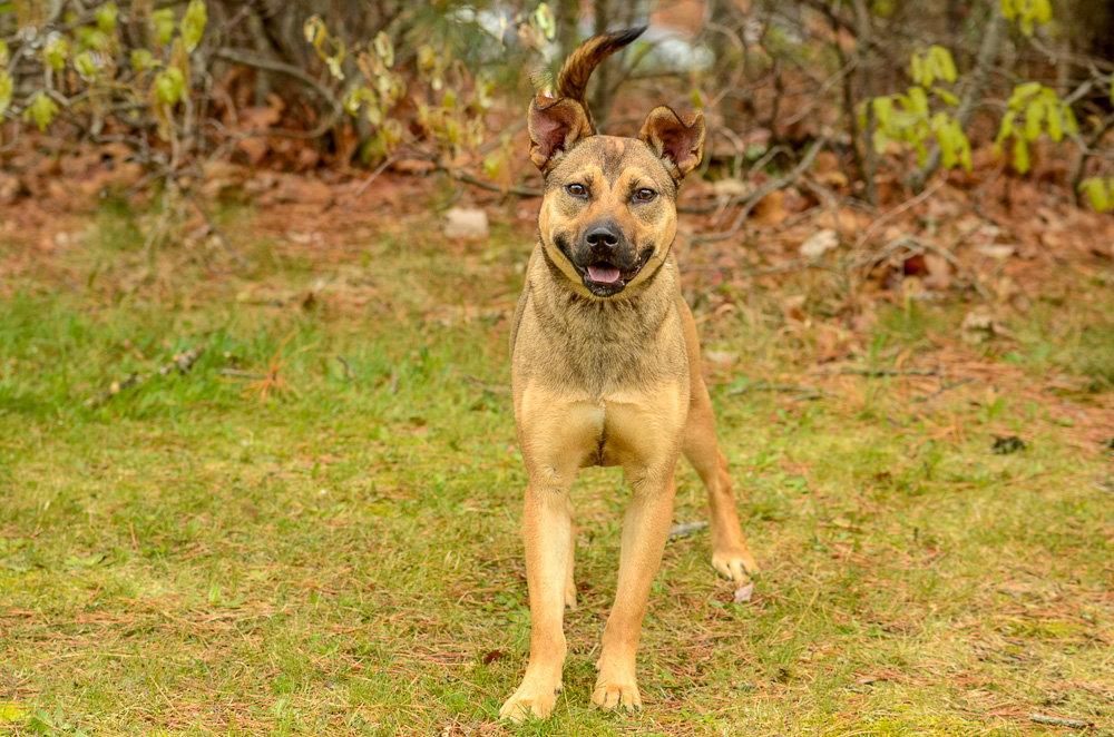 Adele, a Adoptable mixed breed in Brick, NJ image 2/3