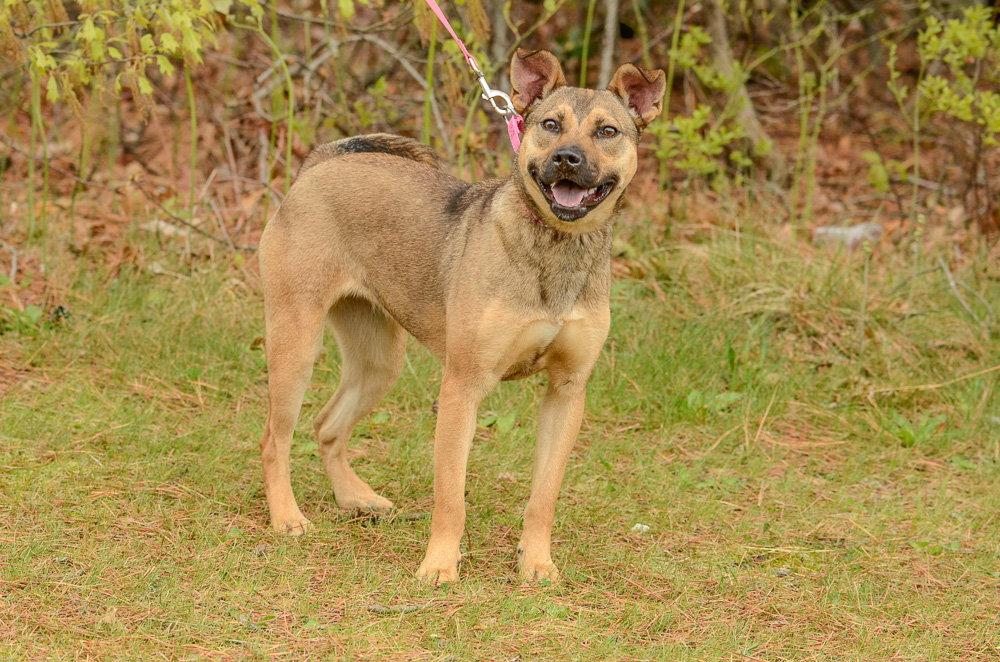 Adele, a Adoptable mixed breed in Brick, NJ image 3/3