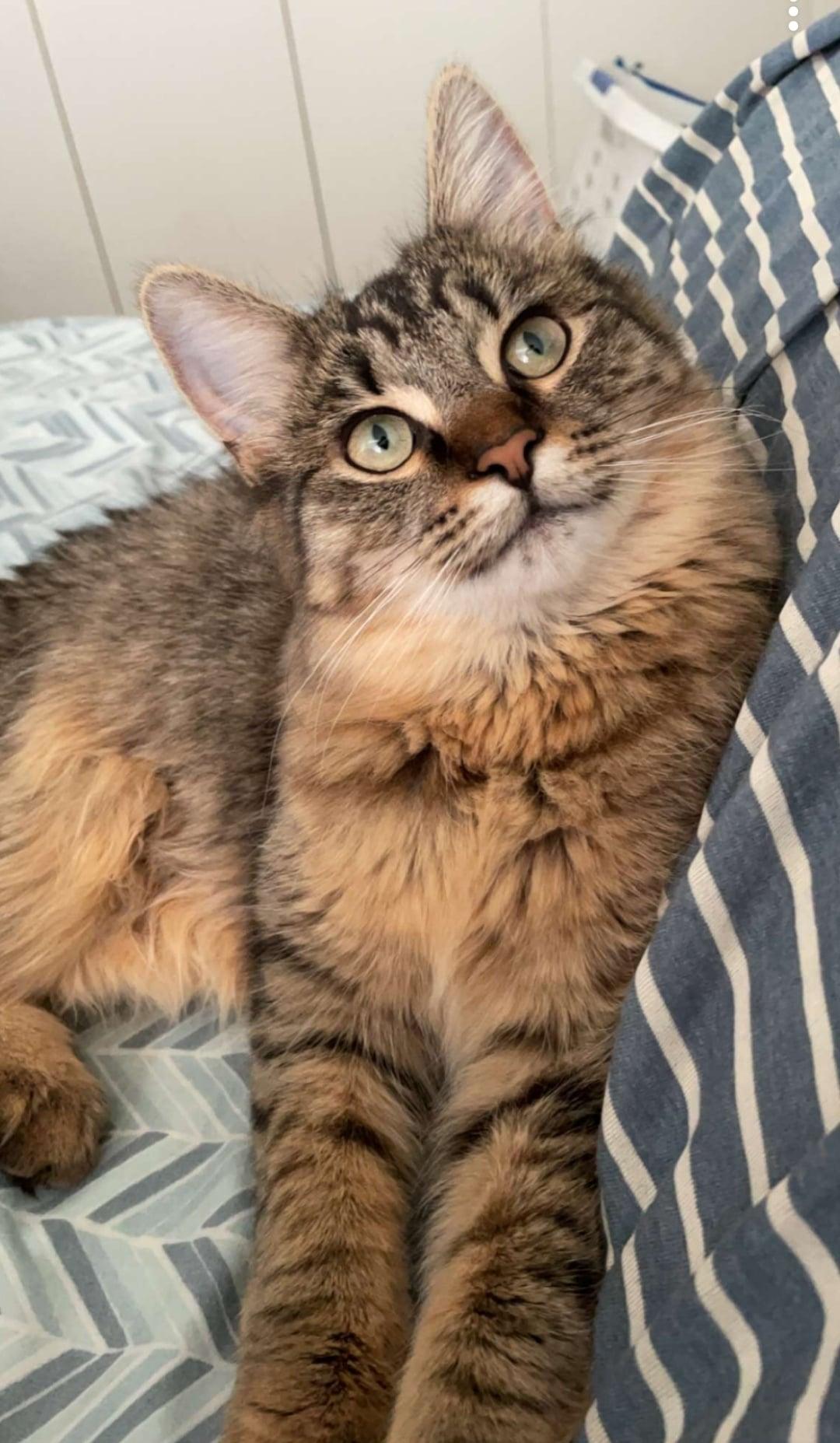 Enlarge Lady Tabithah , (f) 1yrs old  brown tabby, a Adoptable Domestic Medium Hair in Ottawa, ON image 1/3