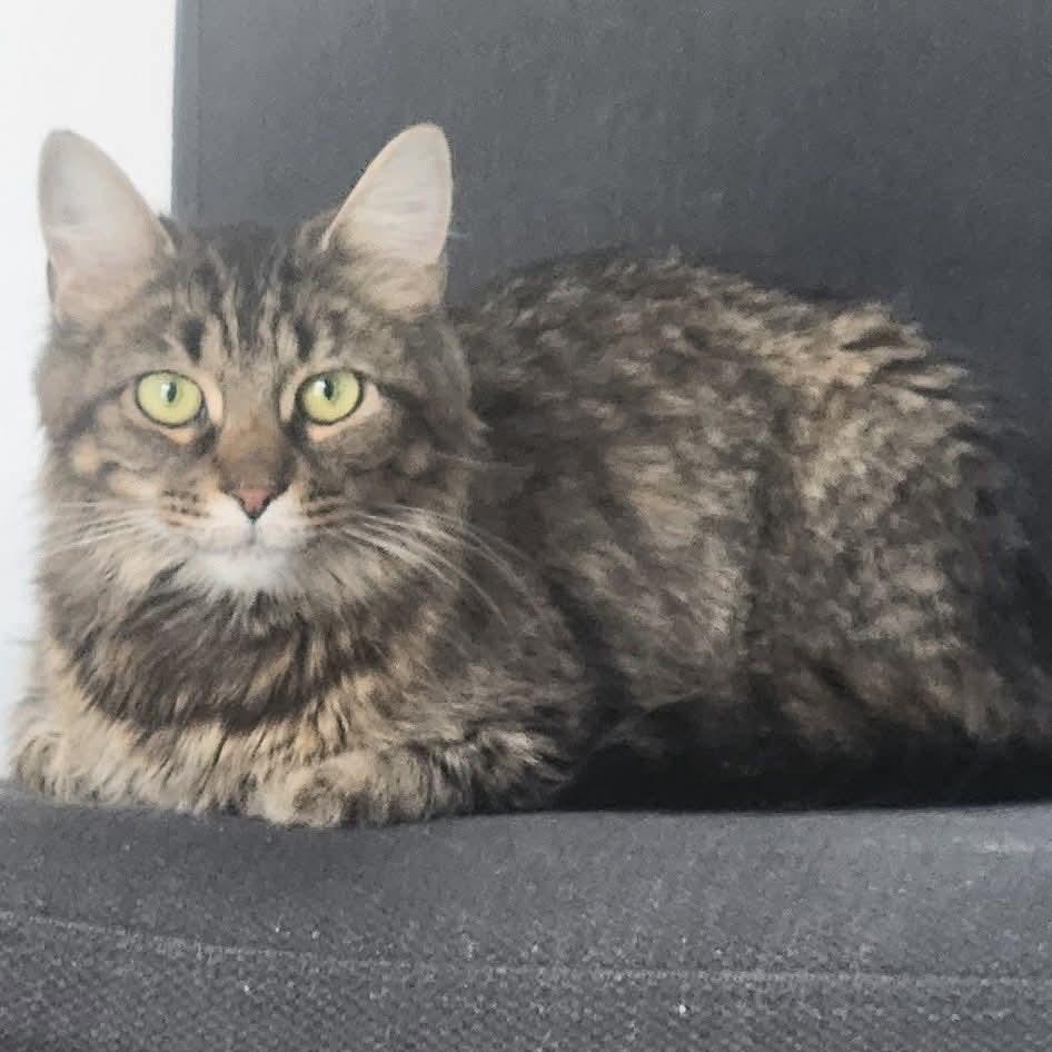 Enlarge Lady Tabithah , (f) 2yrs old  brown tabby, a Adoptable Domestic Medium Hair in Ottawa, ON image 3/6