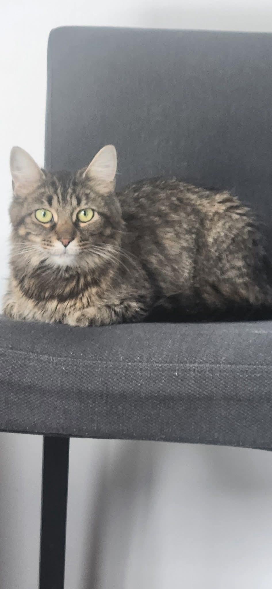 Enlarge Lady Tabithah , (f) 1yrs old  brown tabby, a Adoptable Domestic Medium Hair in Ottawa, ON image 2/3