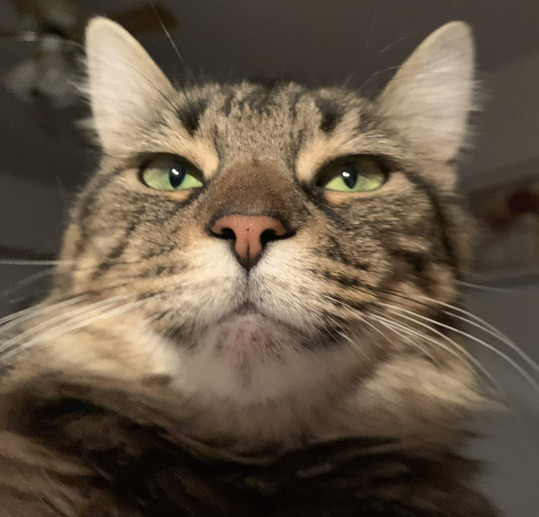 Enlarge Lady Tabithah , (f) 2yrs old  brown tabby, a Adoptable Domestic Medium Hair in Ottawa, ON image 2/6