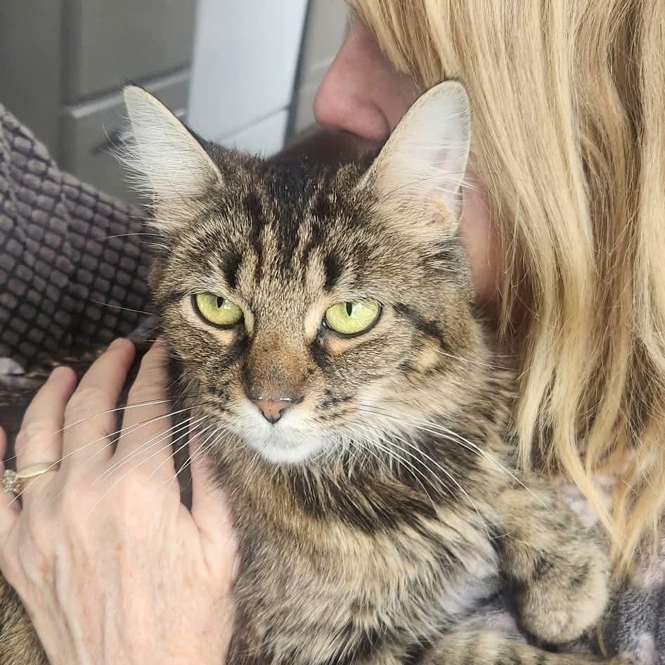 Enlarge Lady Tabithah , (f) 2yrs old  brown tabby, a Adoptable Domestic Medium Hair in Ottawa, ON image 1/6