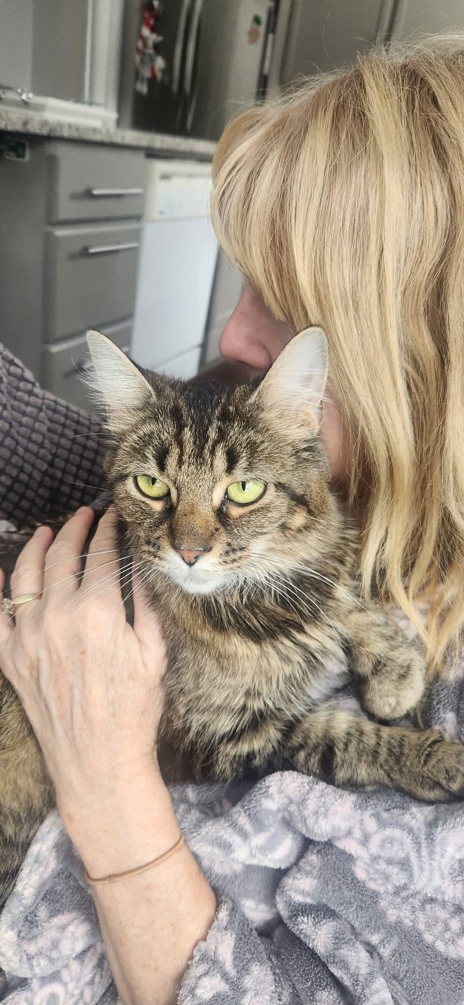 Enlarge Lady Tabithah , (f) 1yrs old  brown tabby, a Adoptable Domestic Medium Hair in Ottawa, ON image 3/3