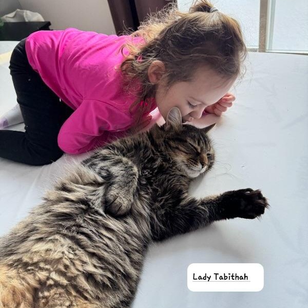 Lady Tabithah , (f) 2yrs old brown tabby, a Adoptable Domestic Medium Hair in Ottawa, ON image 6/6