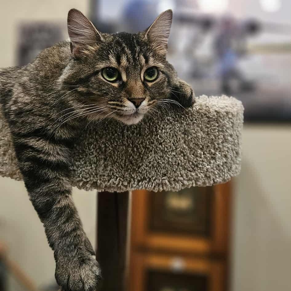 Enlarge Lady Tabithah , (f) 2yrs old  brown tabby, a Adoptable Domestic Medium Hair in Ottawa, ON image 1/6