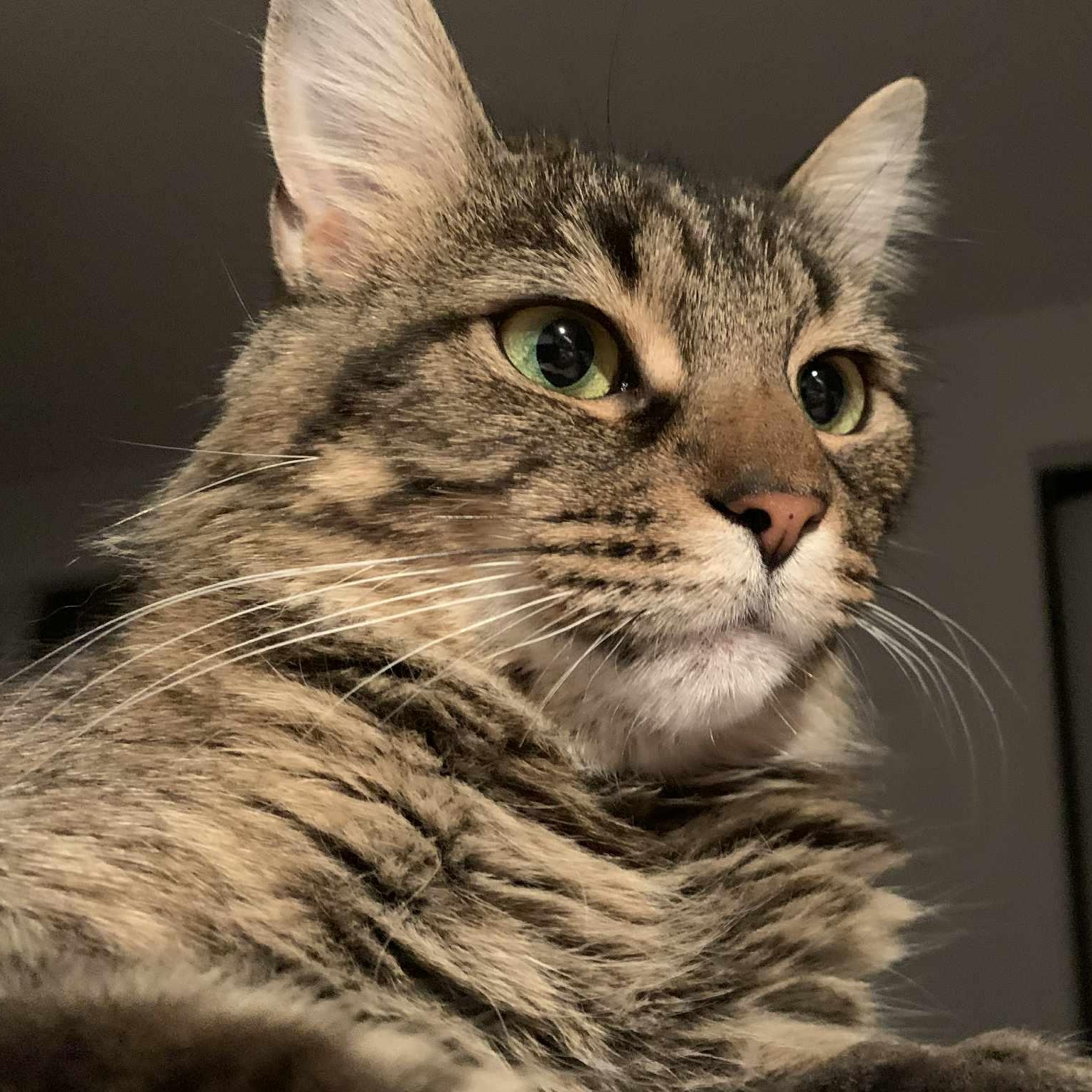 Enlarge Lady Tabithah , (f) 2yrs old  brown tabby, a Adoptable Domestic Medium Hair in Ottawa, ON image 6/6