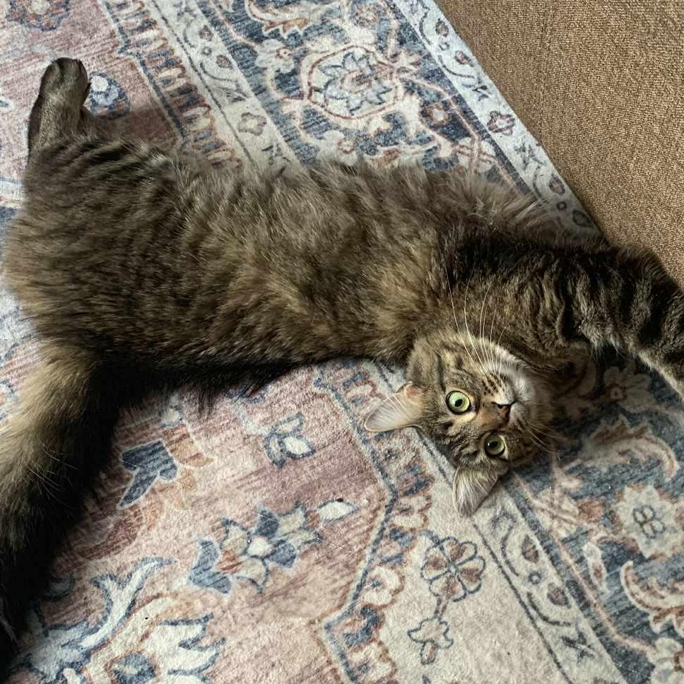 Enlarge Lady Tabithah , (f) 2yrs old  brown tabby, a Adoptable Domestic Medium Hair in Ottawa, ON image 4/6