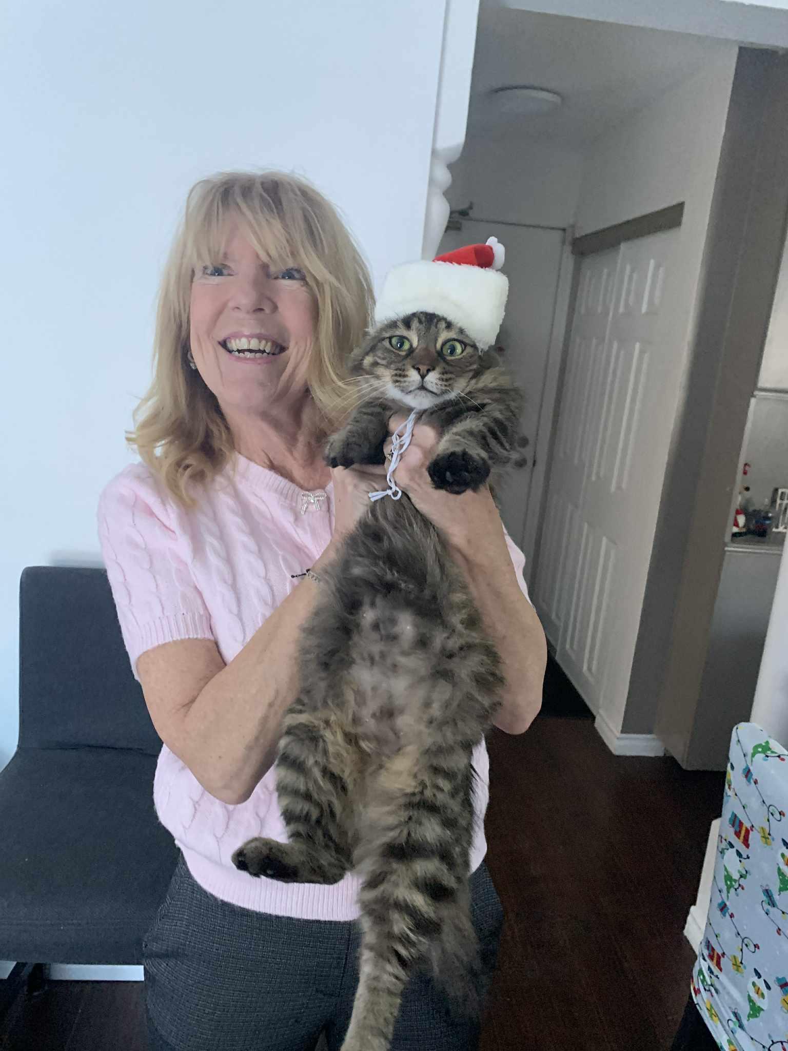 Enlarge Lady Tabithah , (f) 2yrs old  brown tabby, a Adoptable Domestic Medium Hair in Ottawa, ON image 5/6