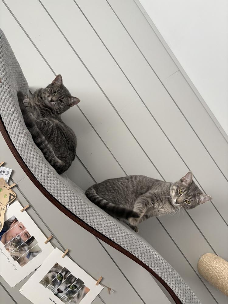 Enlarge Barney (Barnet), a Adoptable Domestic Short Hair in Lafayette, CO image 2/6