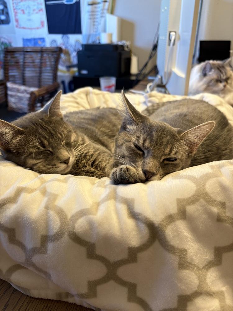 Enlarge Barney (Barnet), a Adoptable Domestic Short Hair in Lafayette, CO image 4/6