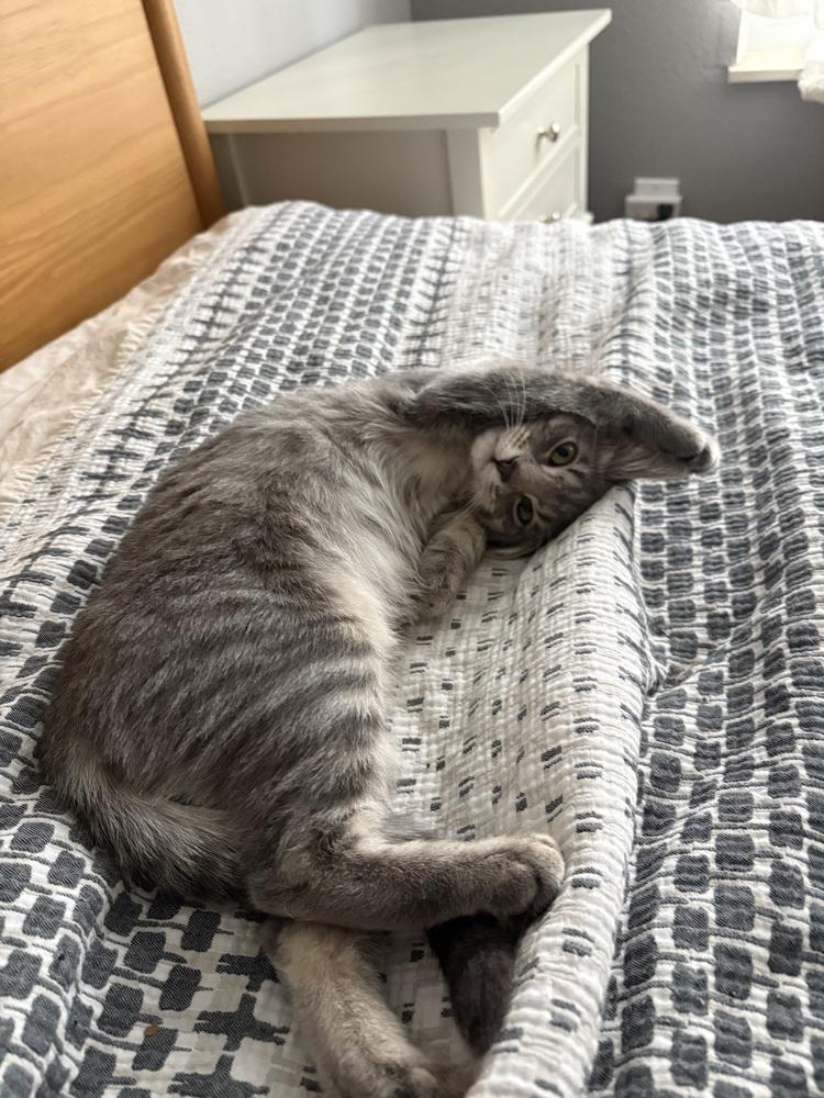 Enlarge Barney (Barnet), a Adoptable Domestic Short Hair in Lafayette, CO image 5/6