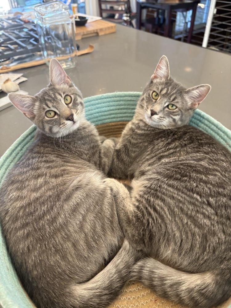 Enlarge Barney (Barnet), a Adoptable Domestic Short Hair in Lafayette, CO image 6/6