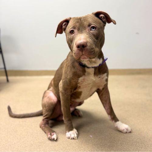 JAM JAM, Adoptable, Adult Male Pit Bull Terrier.