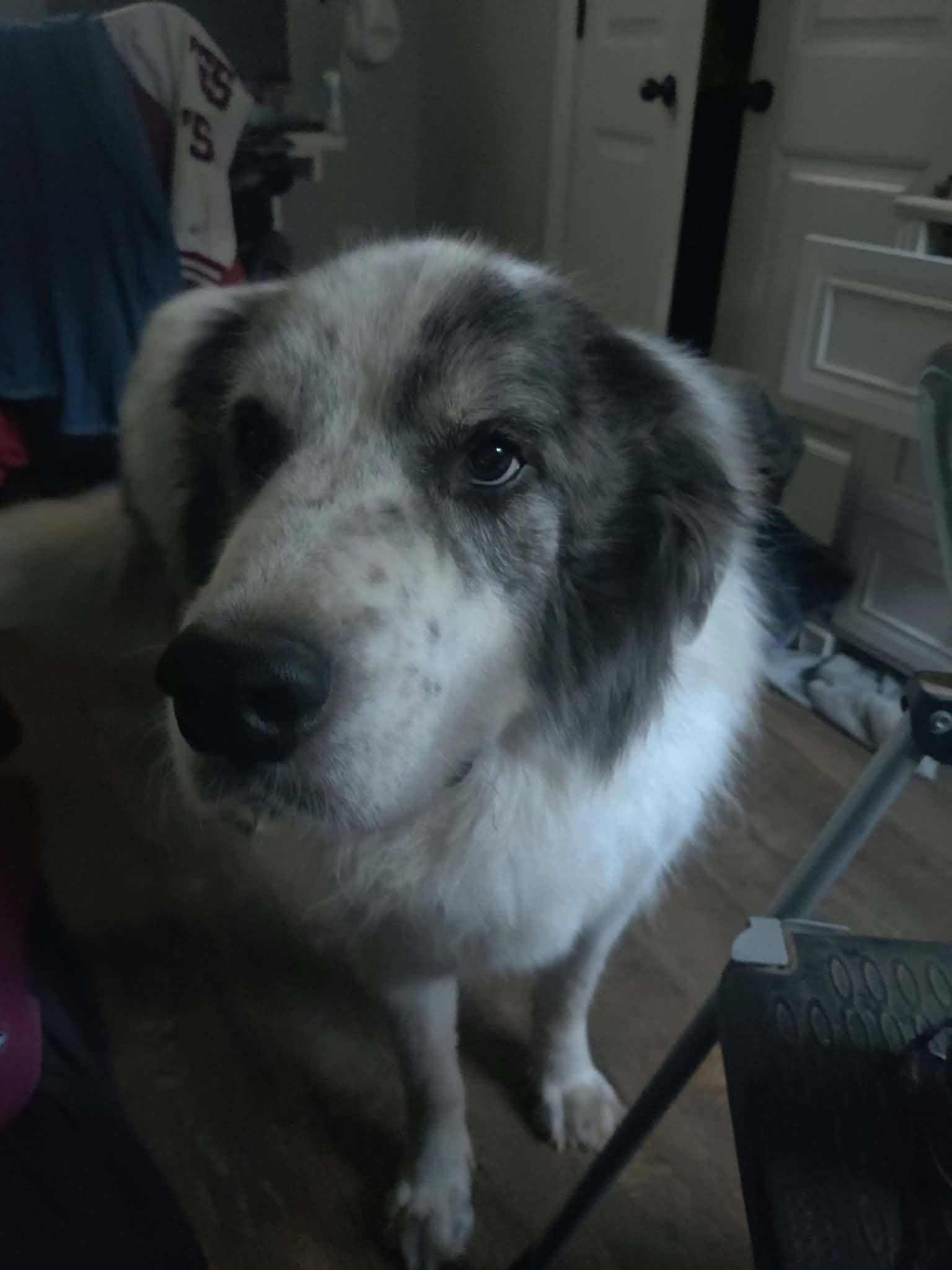 Enlarge Triton, a Adoptable mixed breed in Oklahoma City, OK, OK image 2/6