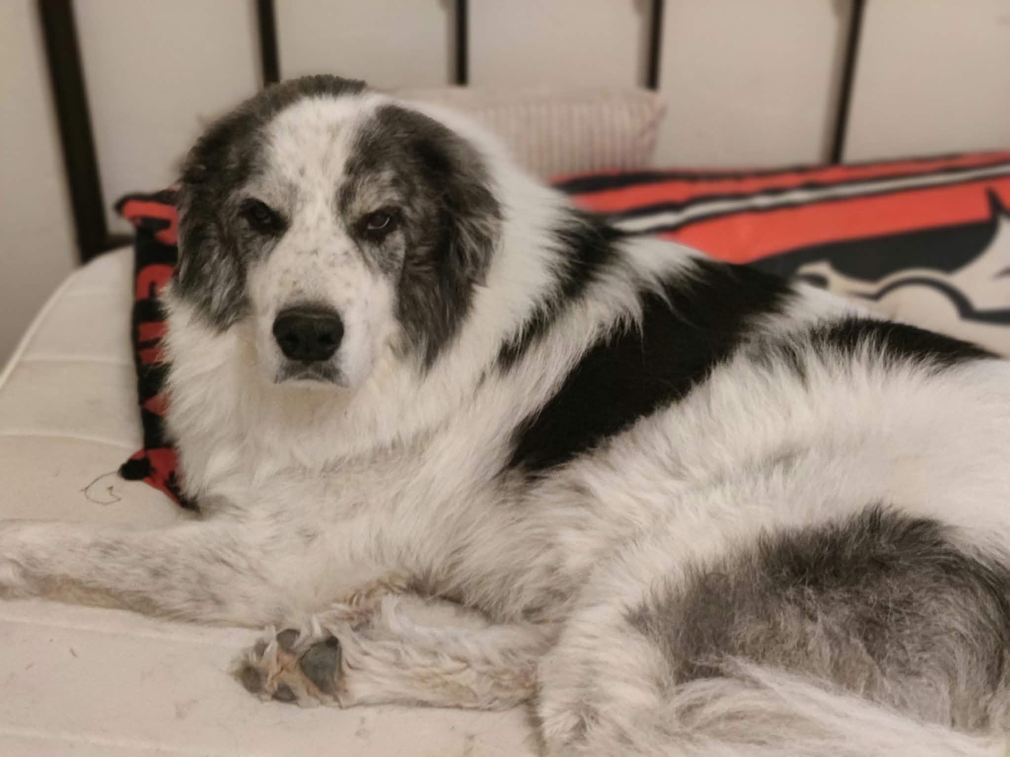 Enlarge Triton, a Adoptable mixed breed in Oklahoma City, OK, OK image 3/6