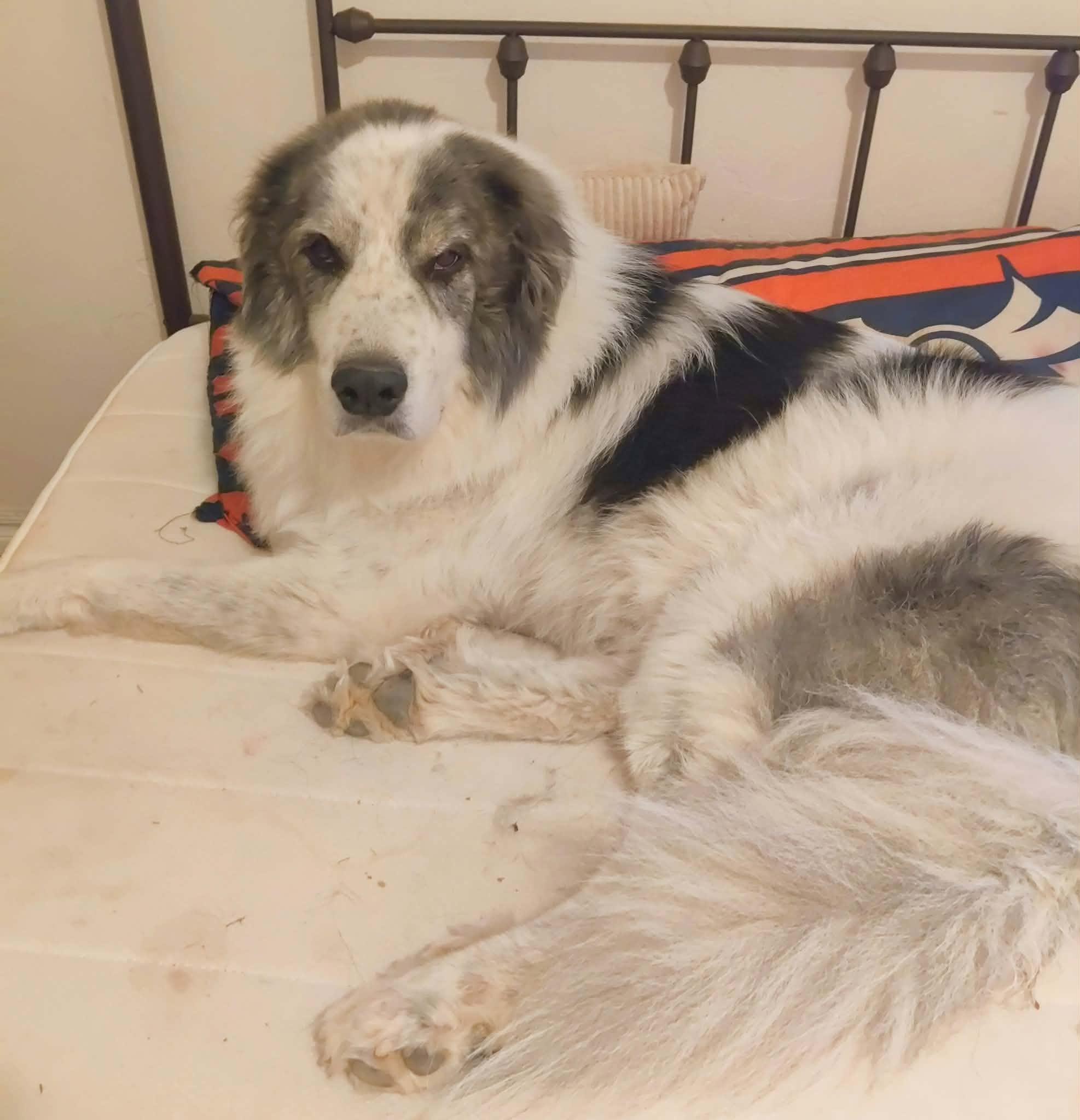 Triton, Adoptable, Senior Male Great Pyrenees.