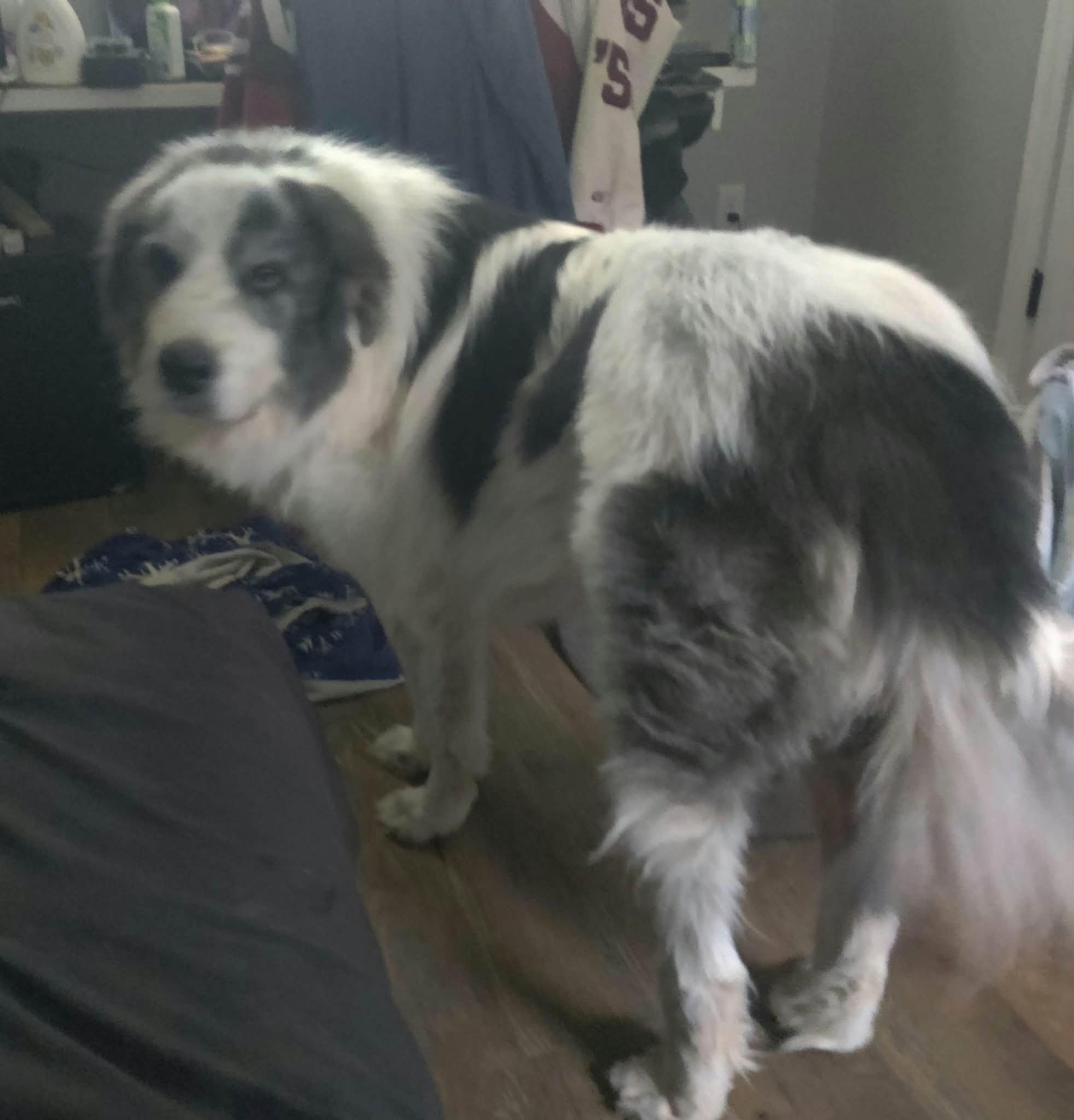 Enlarge Triton, a Adoptable mixed breed in Oklahoma City, OK, OK image 5/6