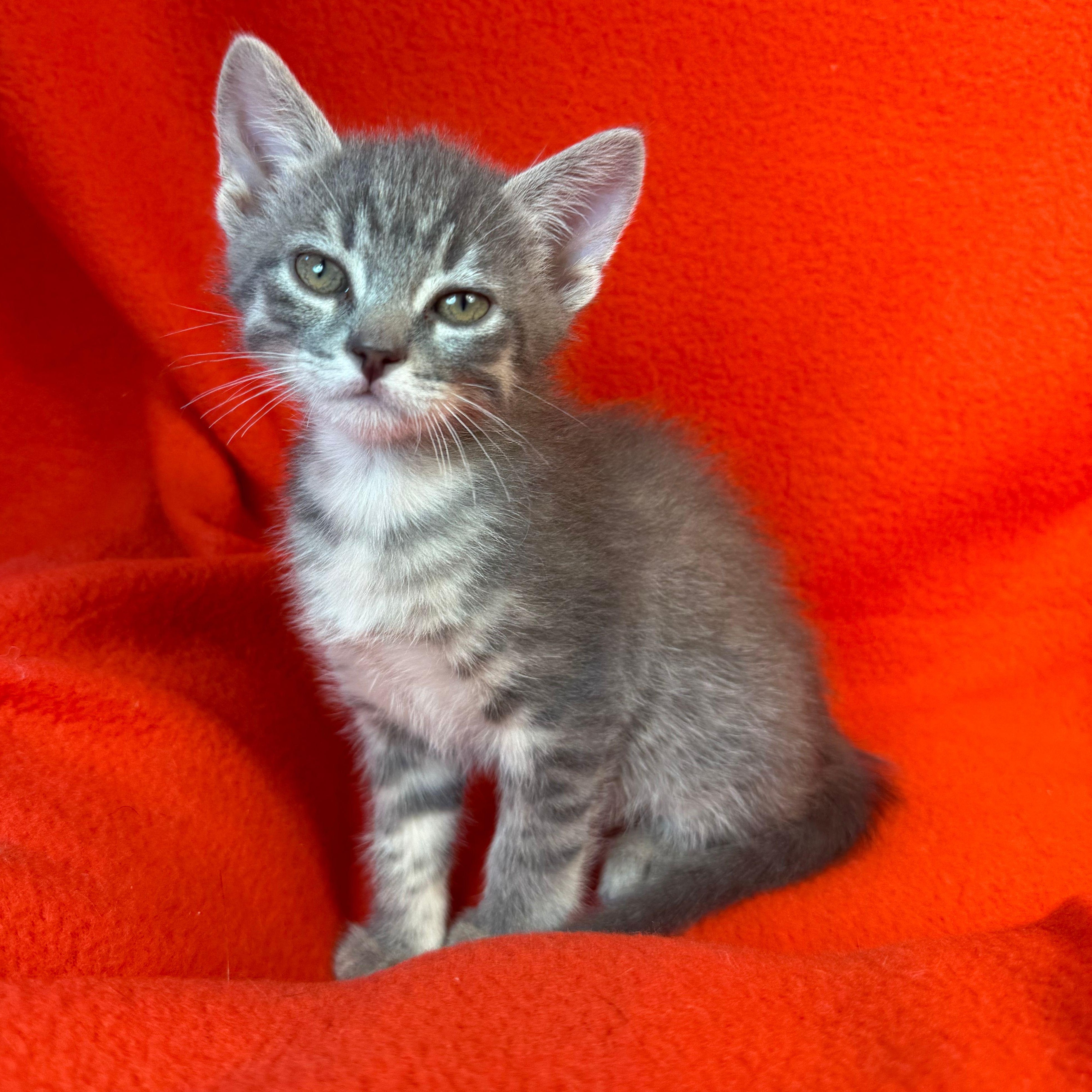 Sabrina