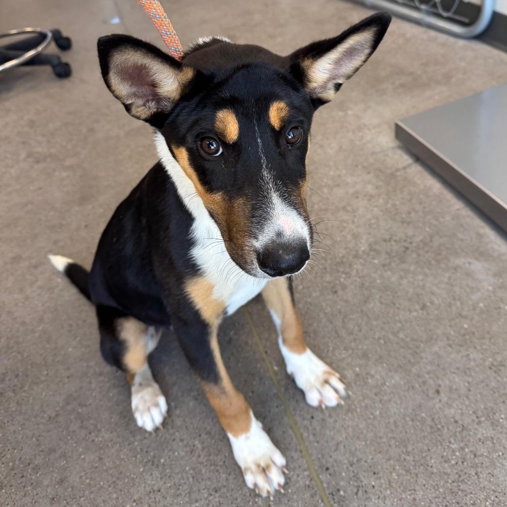 Dober, a Adoptable Mixed Breed in Las Cruces, NM image 1/6