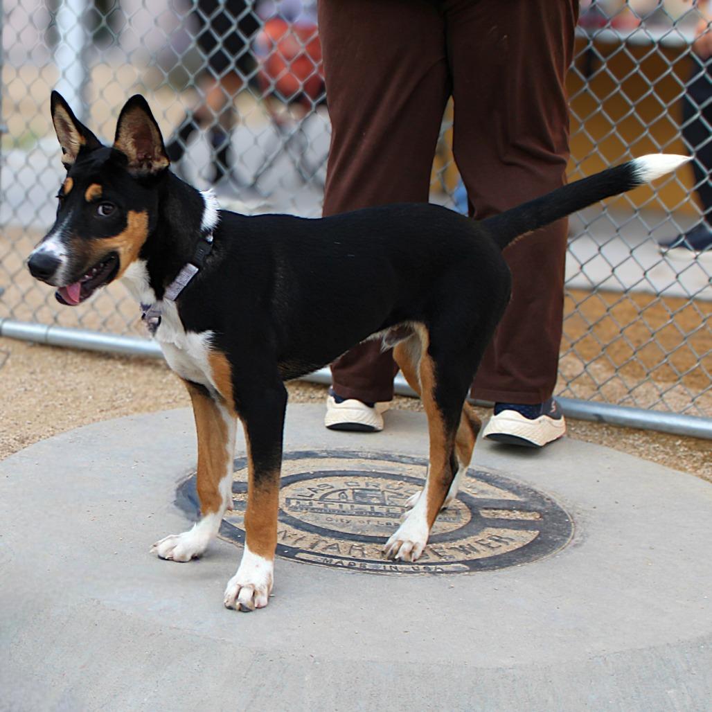 Dober, Adoptable, Young Male Mixed Breed.