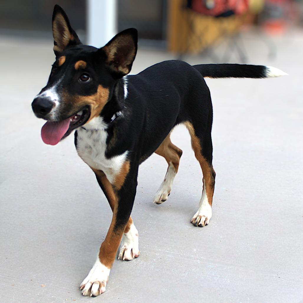 Enlarge Dober, a Adoptable Mixed Breed in Las Cruces, NM image 2/6